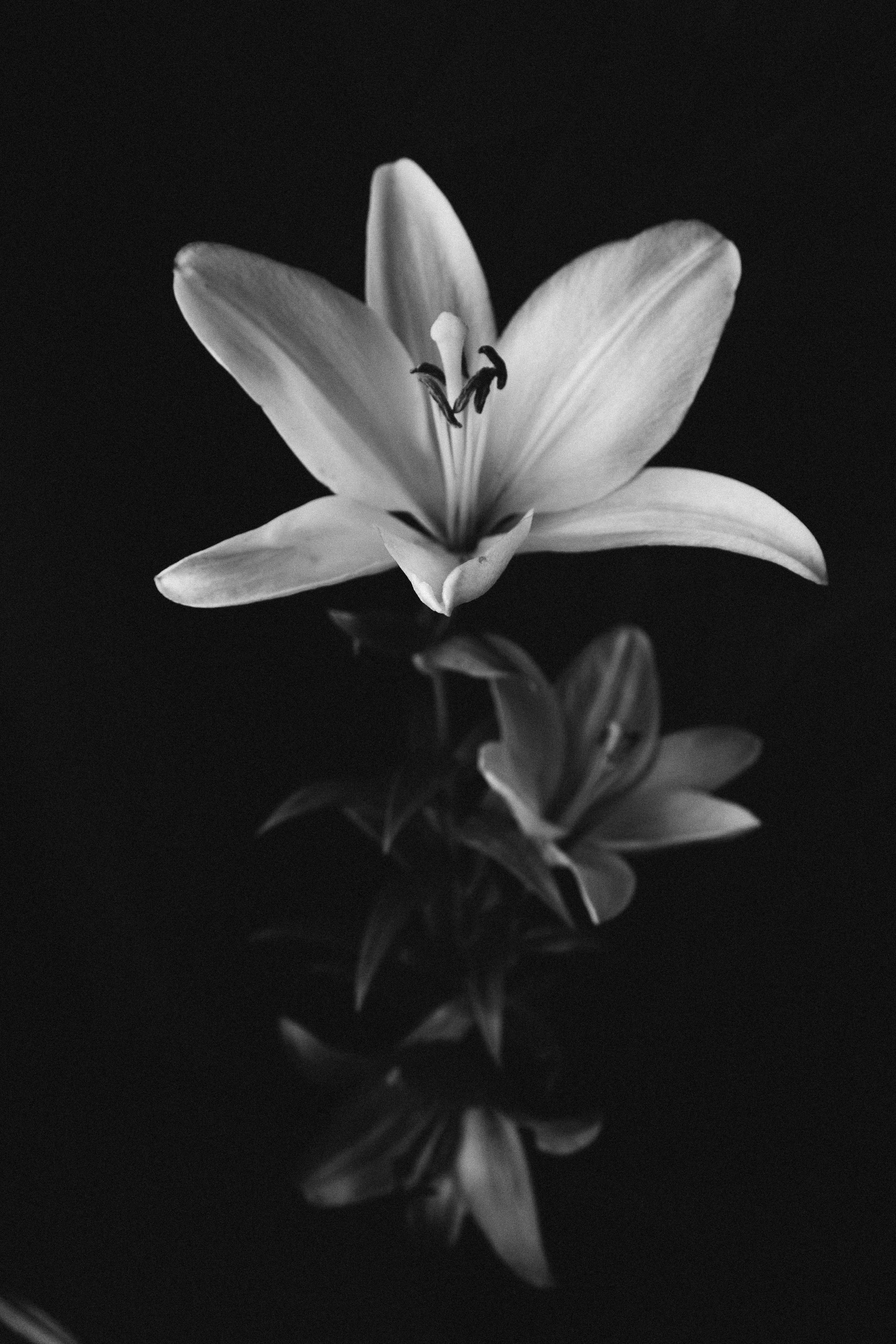 2848x4272 Black And White Lily Photo, Download The BEST Free Black And White Lily & HD Image
