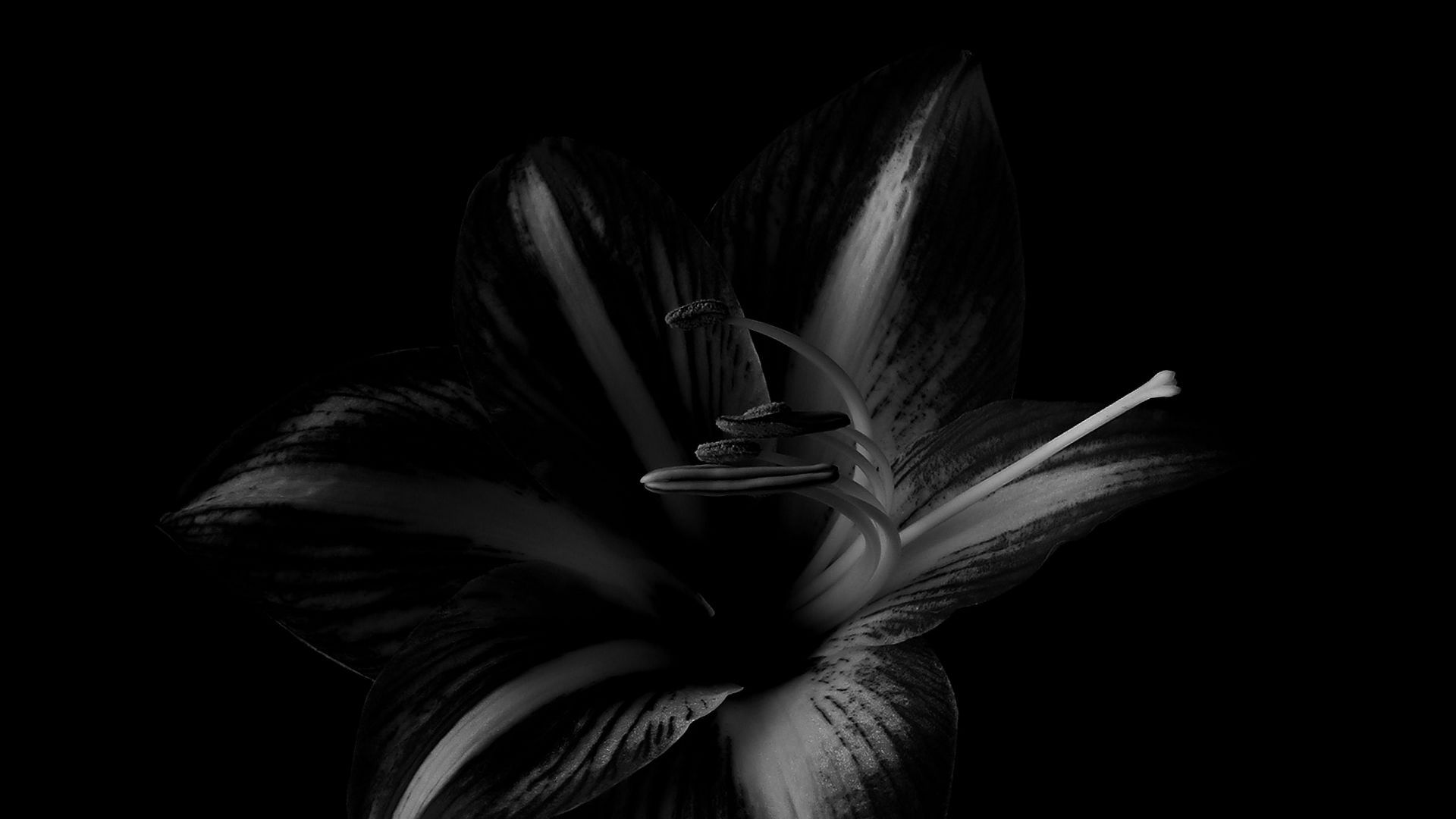 1920x1080 Download wallpaper 1920x1080 lily, flower, bw, black full hd, hdtv, fhd, 1080p HD background