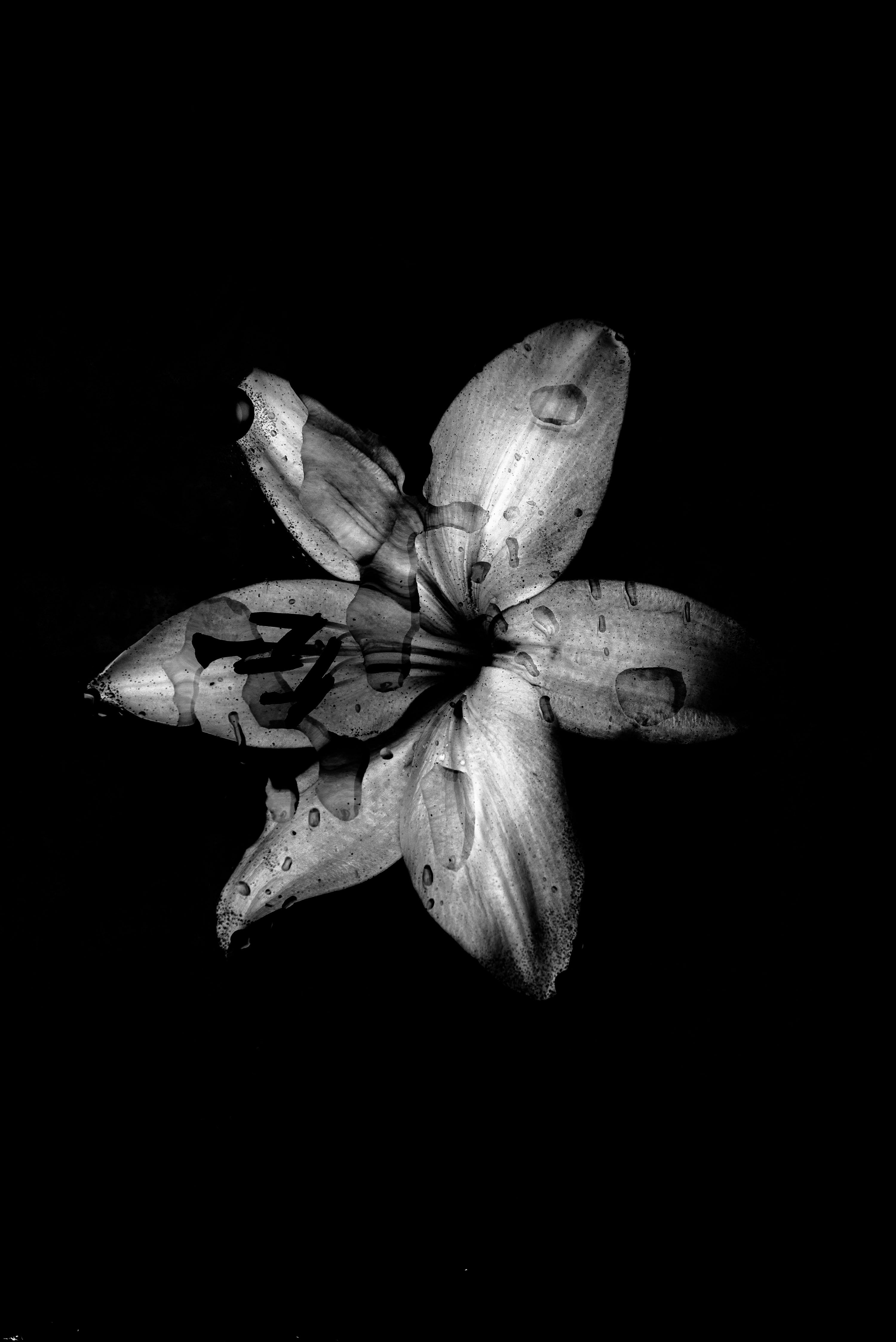 3000x4494 White lily flower