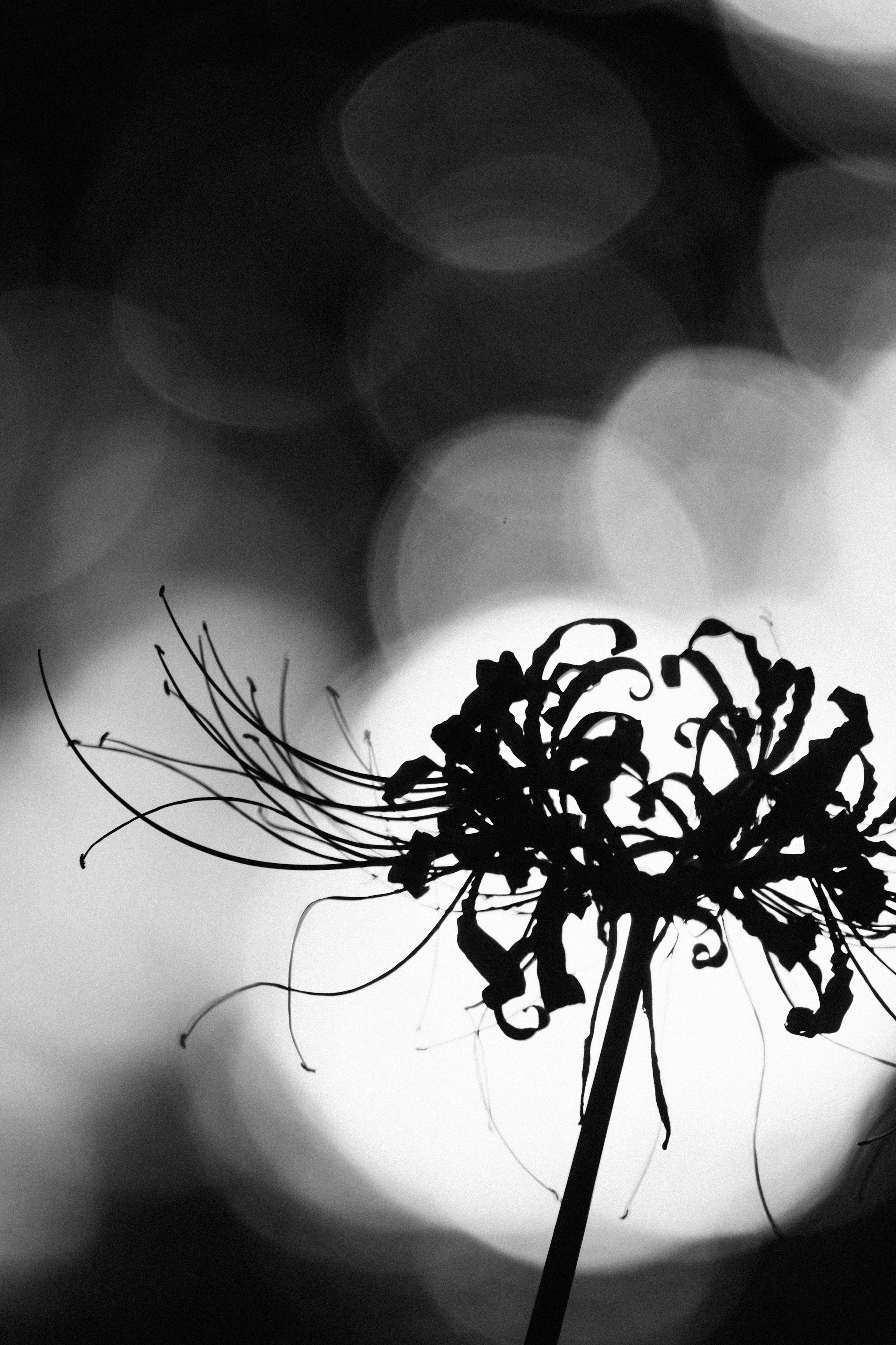 3000x4499 Silhouette of a spider lily against a bokeh background
