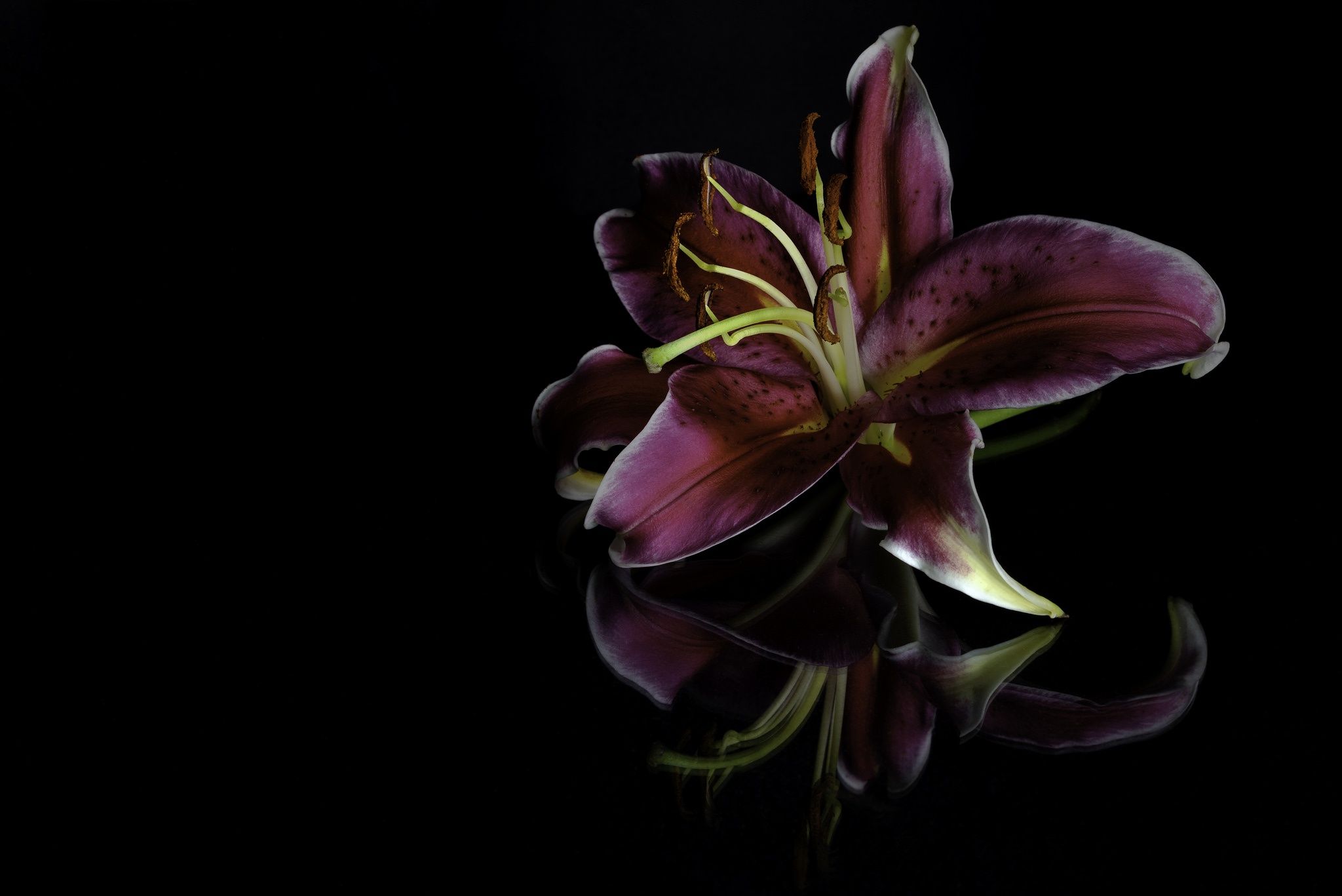 2048x1367 Wallpaper flowers, the dark background, Lily for mobile and desktop, section цветы, resolution 2048x1367