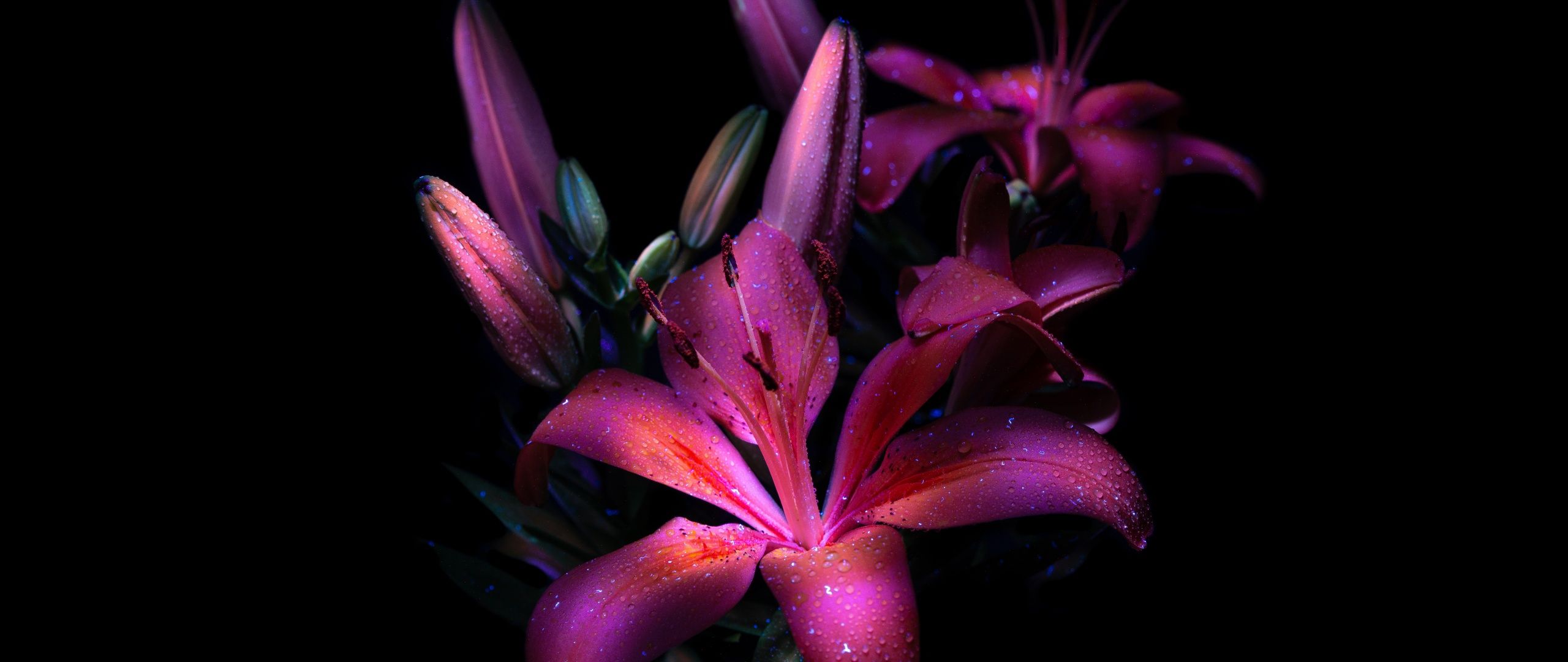 2560x1080 Purple lily Wallpaper 4K, Dark aesthetic, Bloom, Glowing
