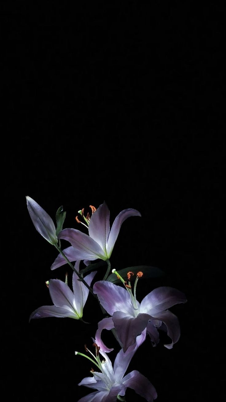 736x1308 Flower lockscreen. Black flowers wallpaper, Flowers black background, Beautiful flowers