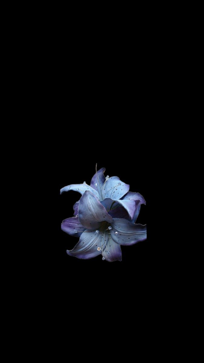 675x1200 Flower. Fiori, Sfondi floreali