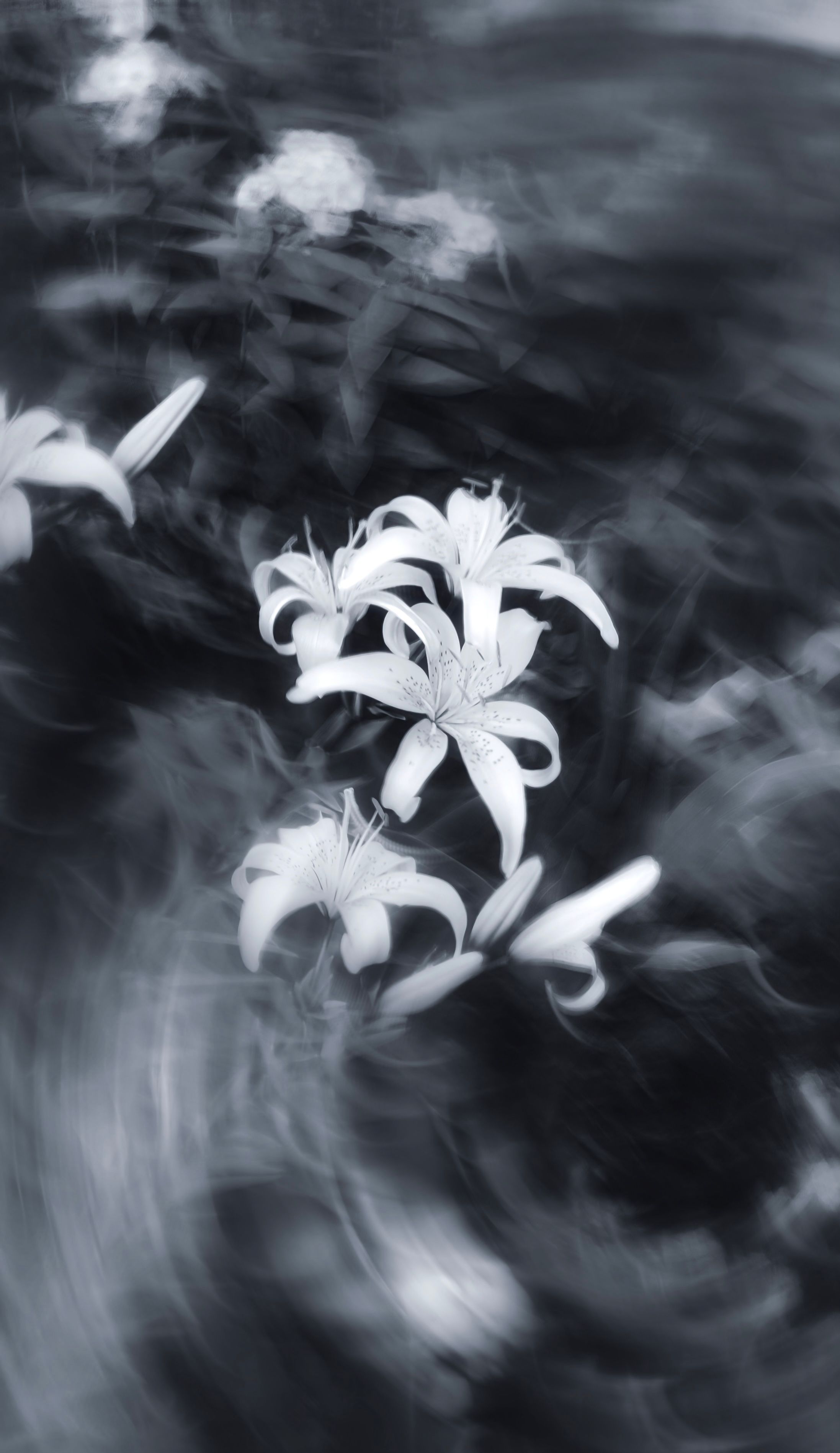 2194x3795 Lily Photo, Download The BEST Free Lily & HD Image