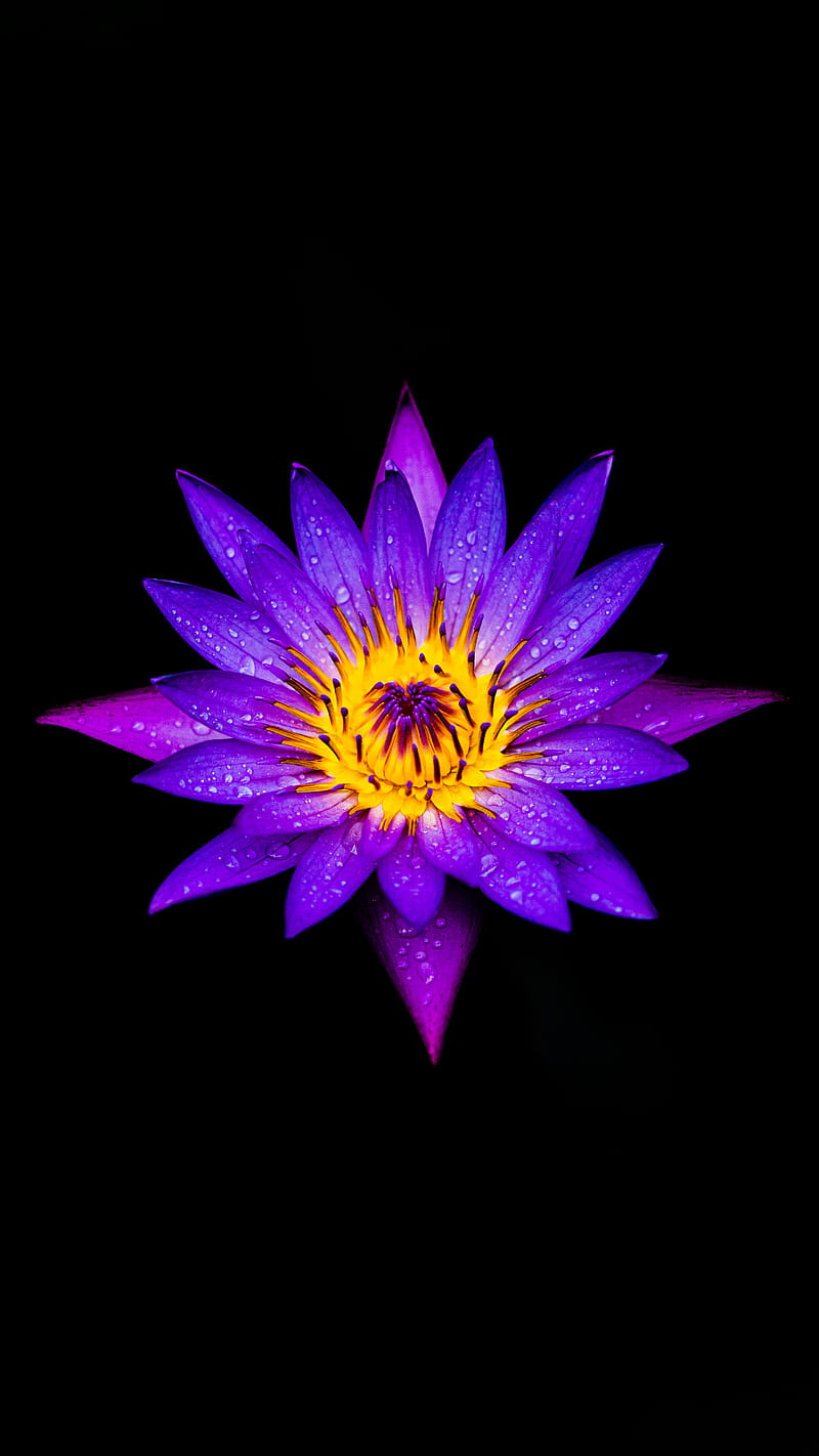 800x1422 Water Lily, bonito, beybe.am, black, cool, dark, flower, flowers, lilies, moody, HD phone wallpaper