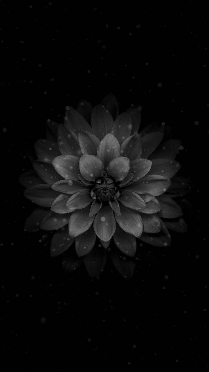 720x1280 Download Dark Water Lily Flower Apple Wallpaper