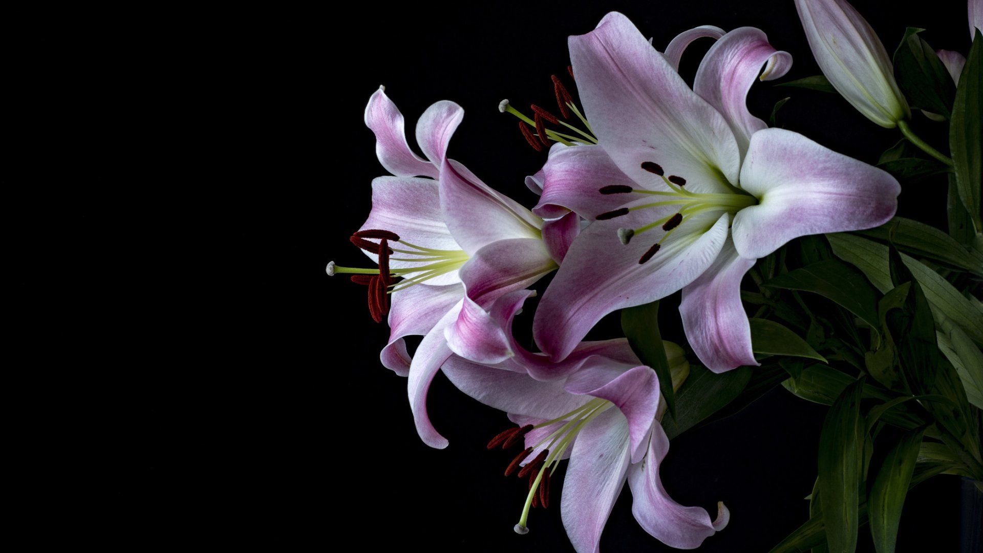 1920x1080 Elegant Lily Bloom