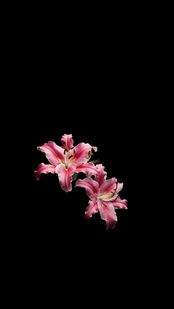 675x1200 Lily #wallpaper