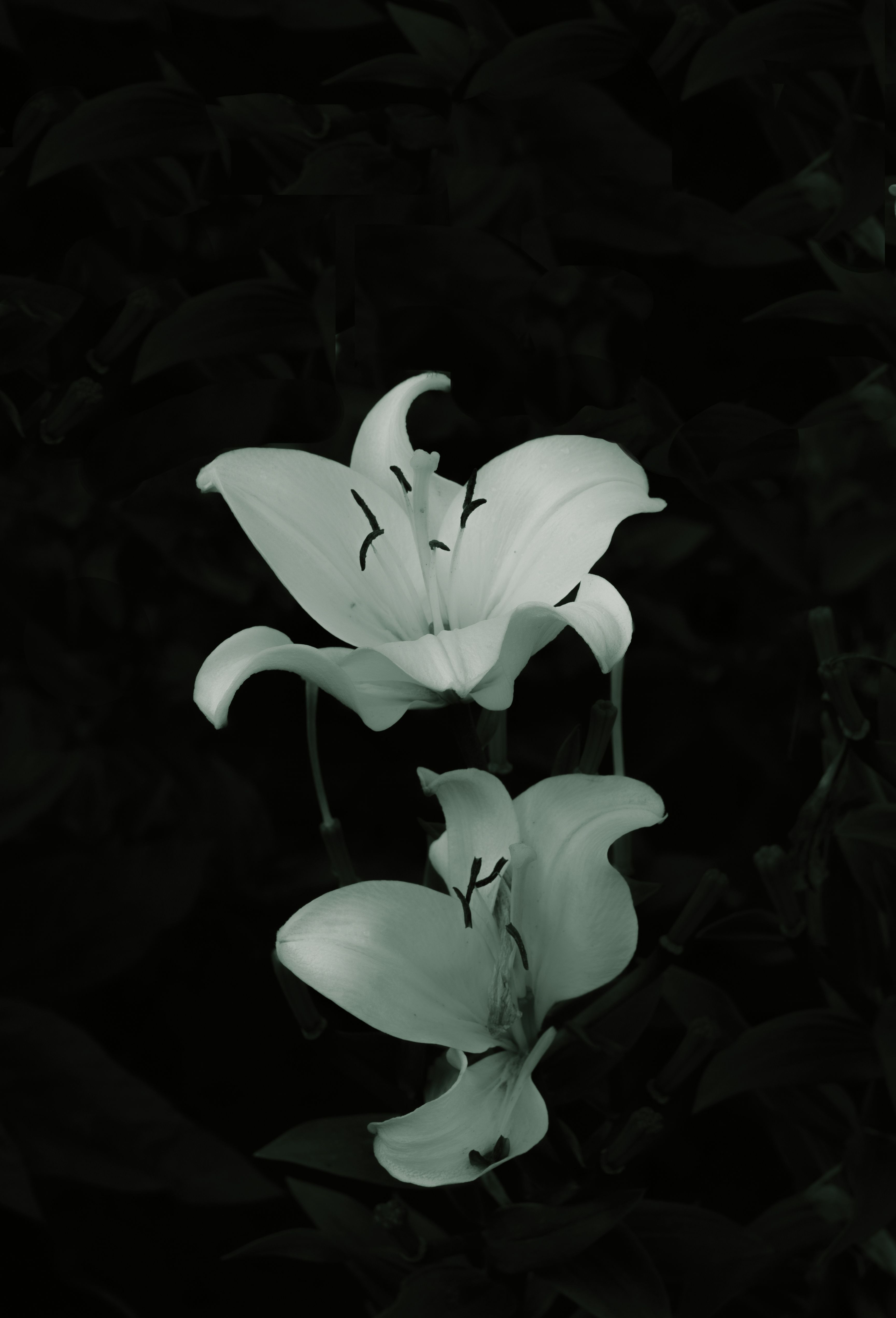 3458x5083 Close Up Photograph Of A Black And White Lily Flowers · Free