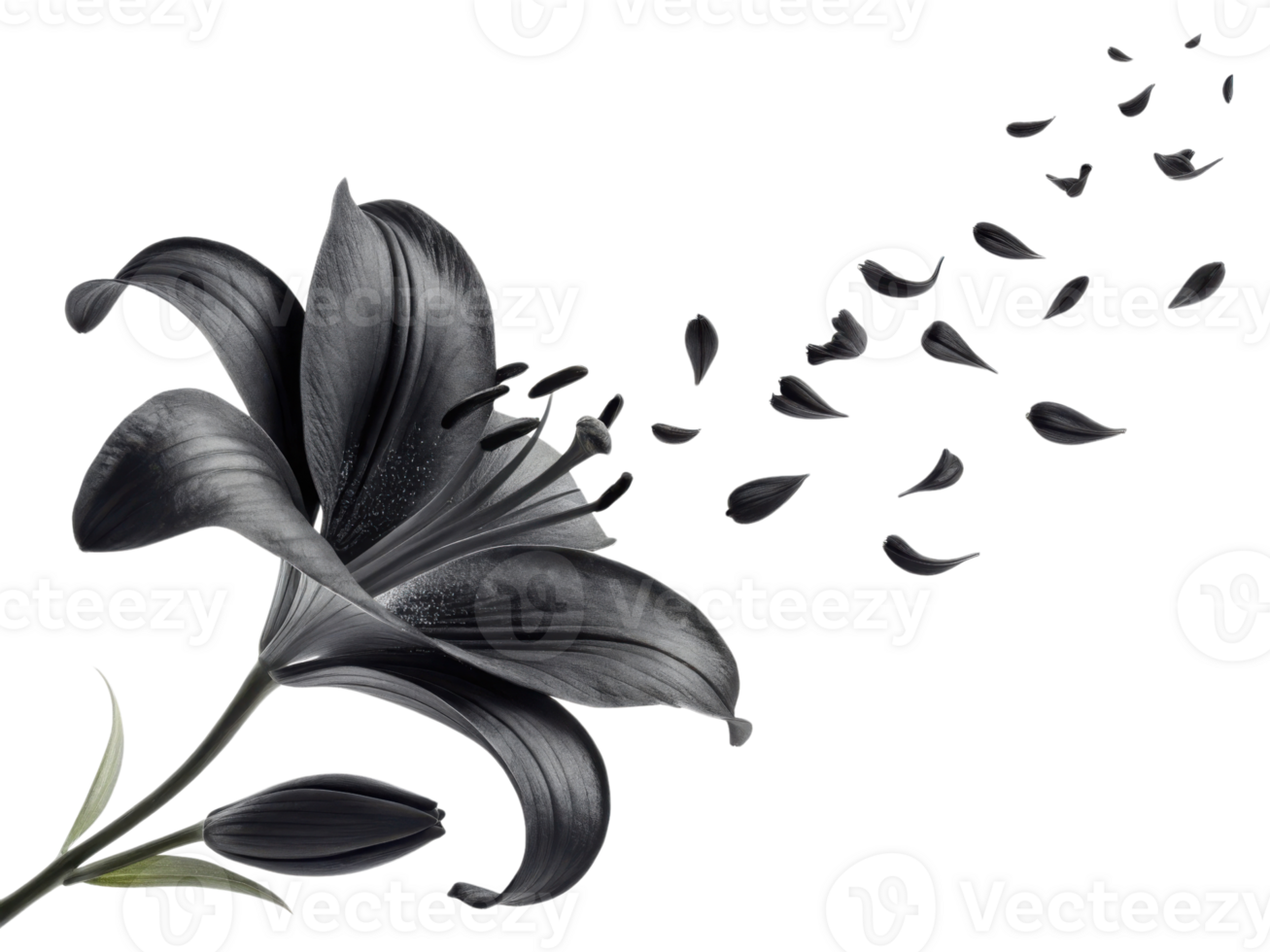 1307x980 stunning black lily flower gracefully releases its petals, creating captivating visual of beauty and elegance 60364773 PNG