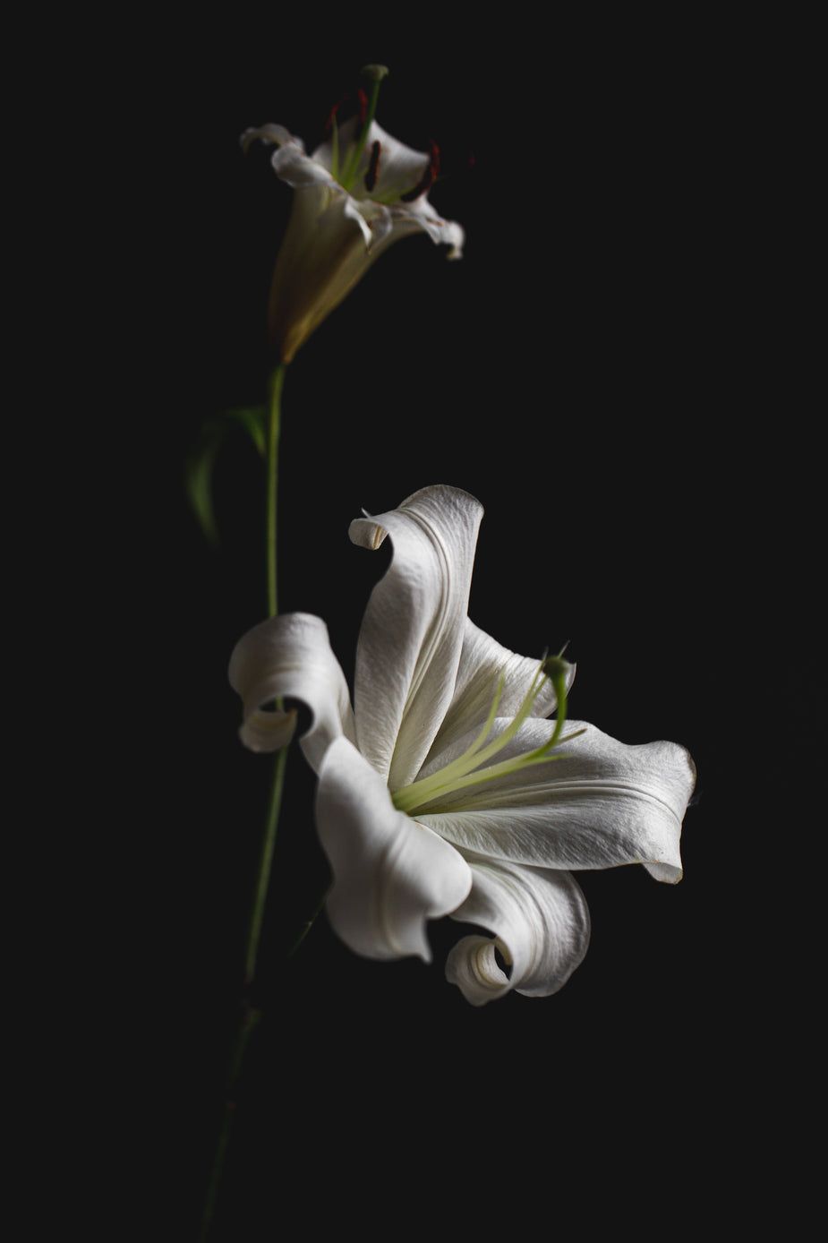 925x1388 Free of Bright Lily In Dark Space