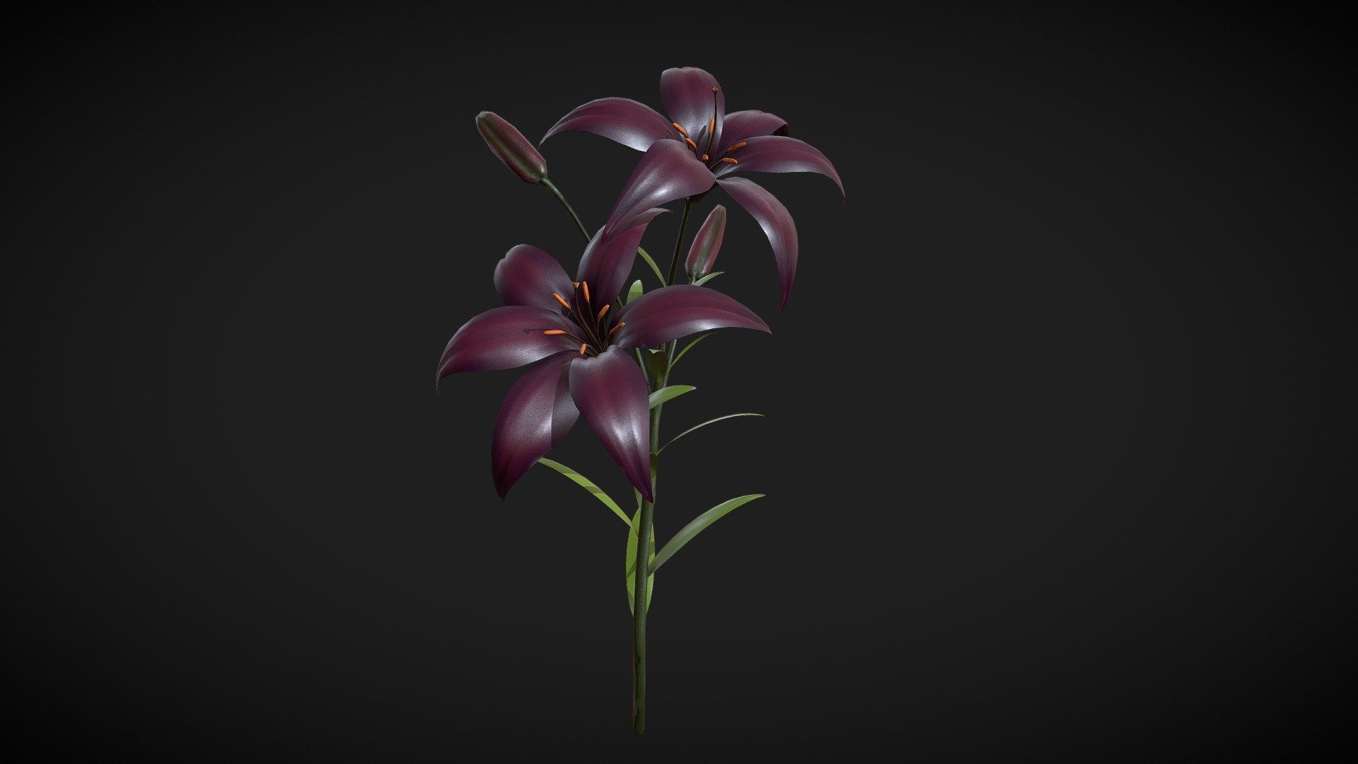 1920x1080 Lily_Black model by Panki6 [730482e]