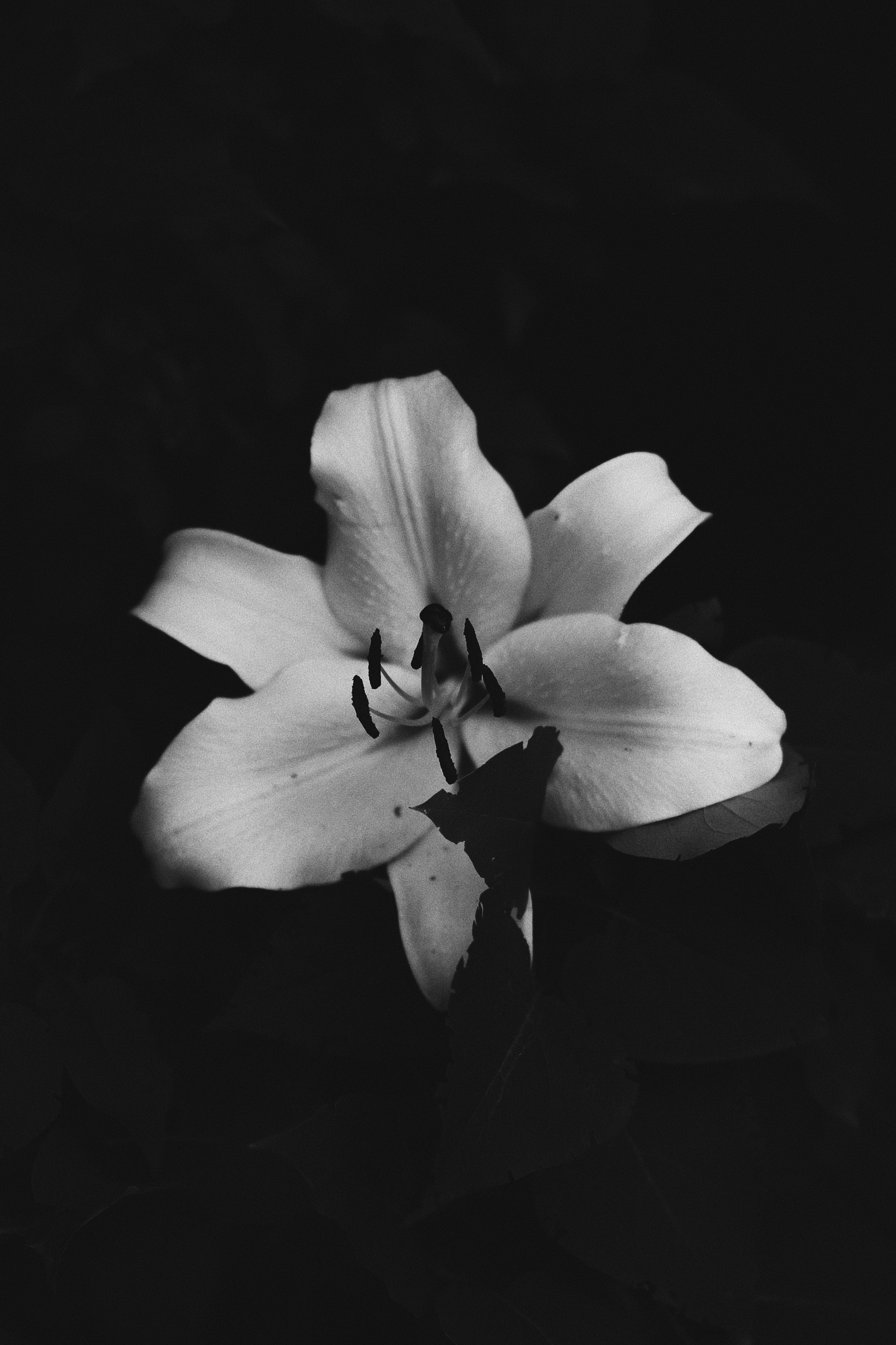 3456x5184 A White Lily Flower in Black and White Photography · Free