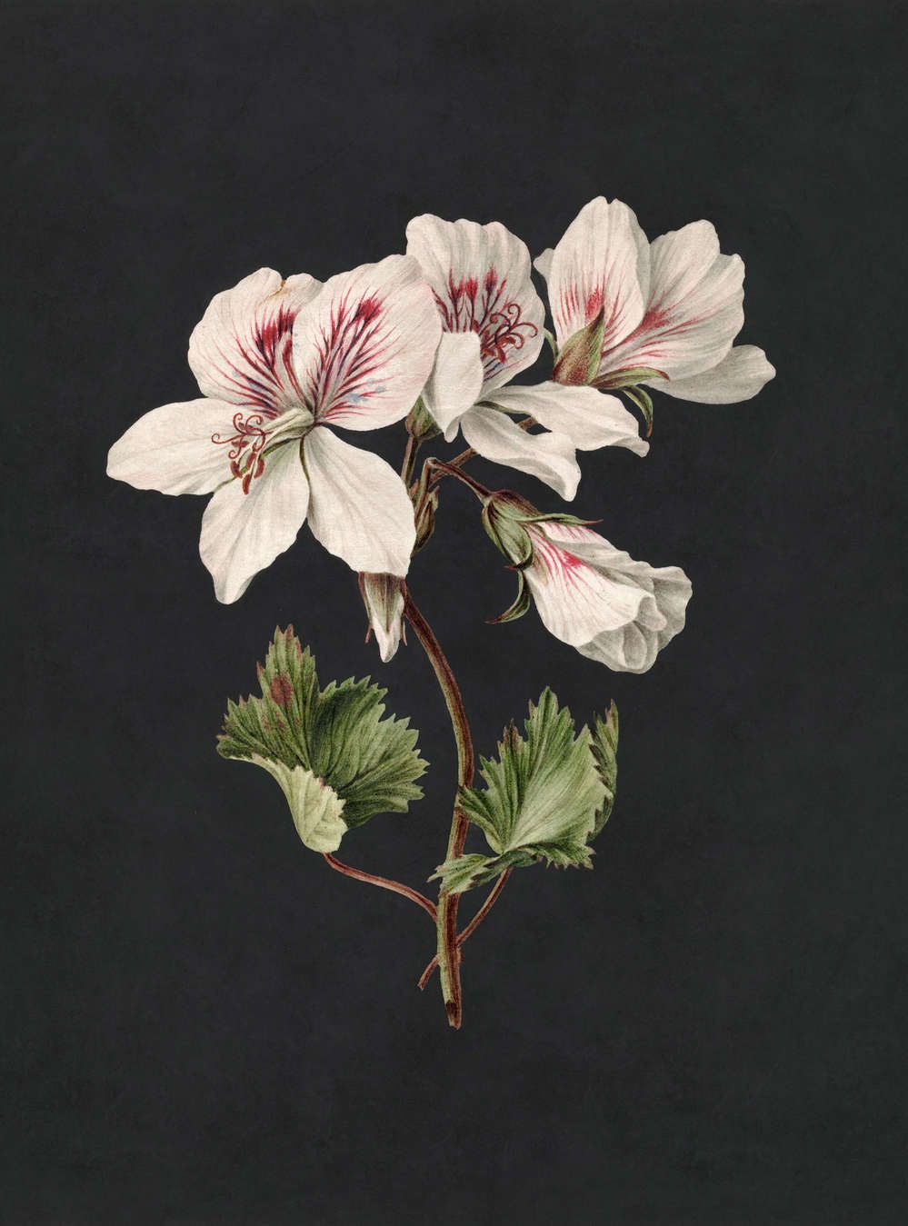999x1349 Black Lily Blossom Wallpaper in Painting Style