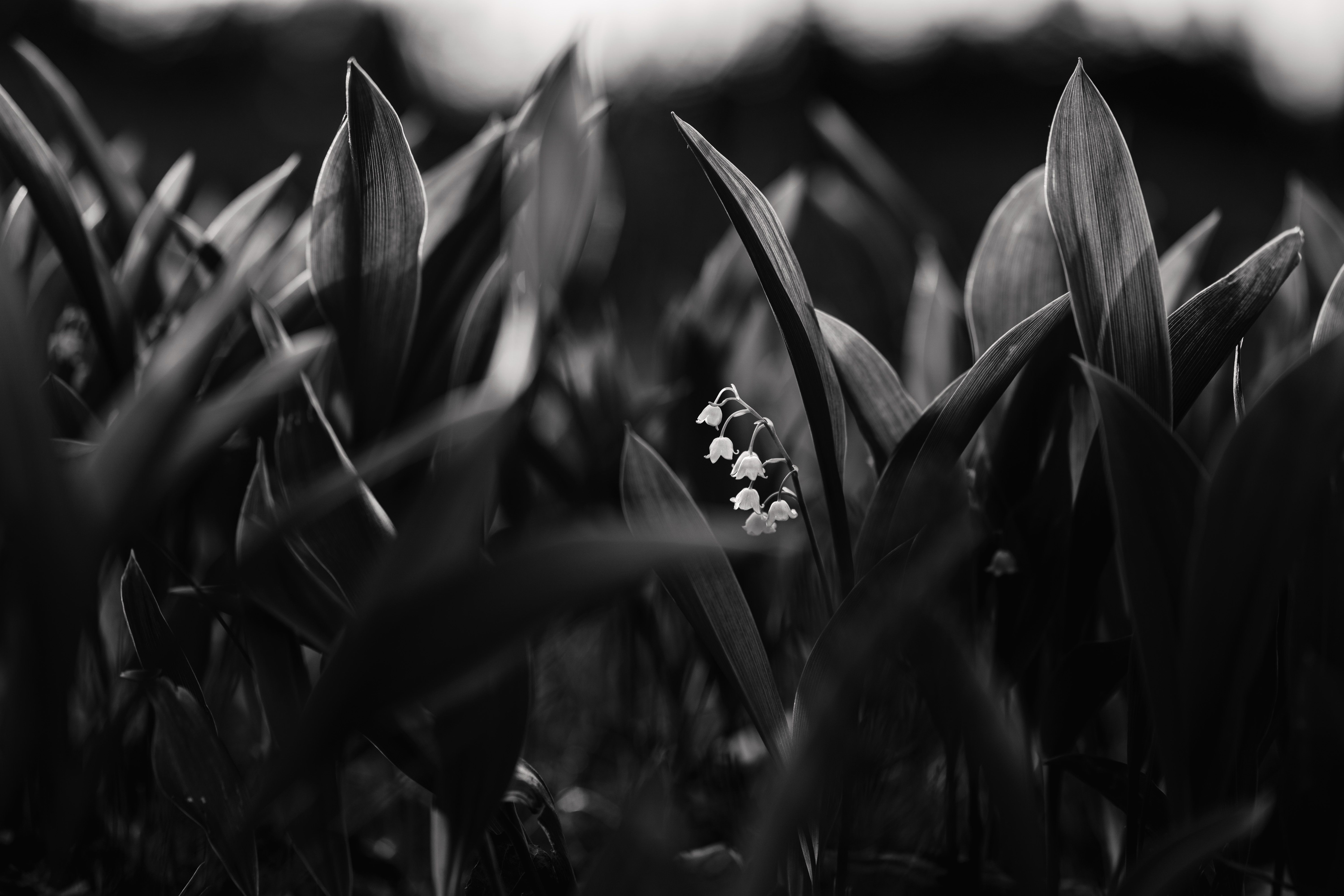 6000x4000 Lily Of The Valley Phone Wallpaper: Free 4K & HD Downloads