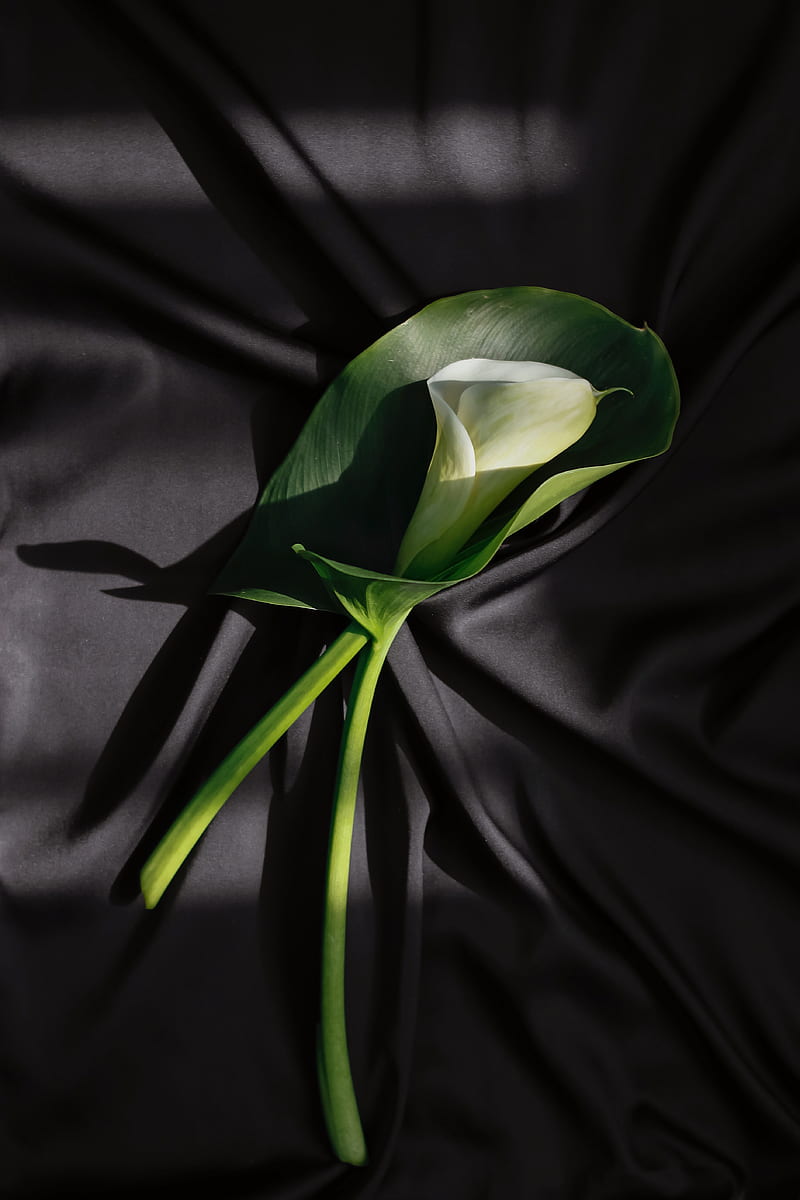 800x1200 Calla lilies, flower, stem, fabric, folds, black, HD phone wallpaper