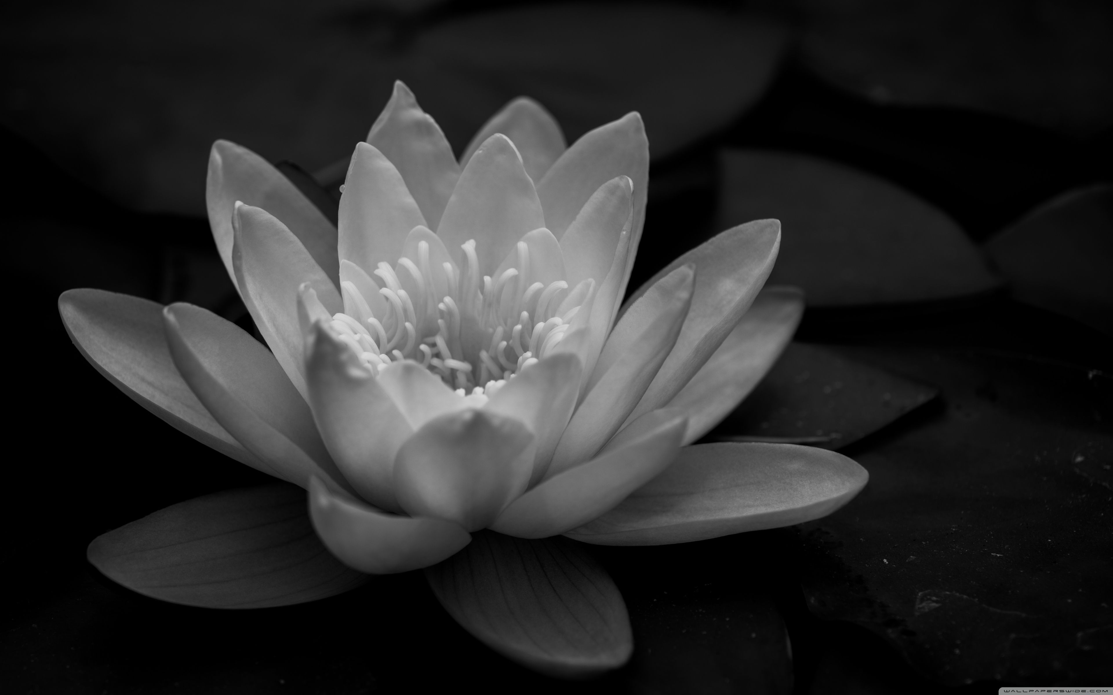 3840x2400 Pond Lily Black and White 4K UHD Wallpaper for UltraHD Desktop and TV : Widescreen and UltraWide Display : Smartphone and Tablet Devices