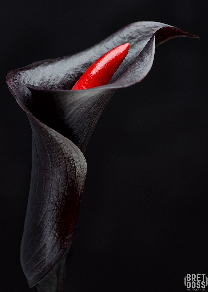 858x1200 Calla Lily : The Black Calla. Seattle Commercial Photographer