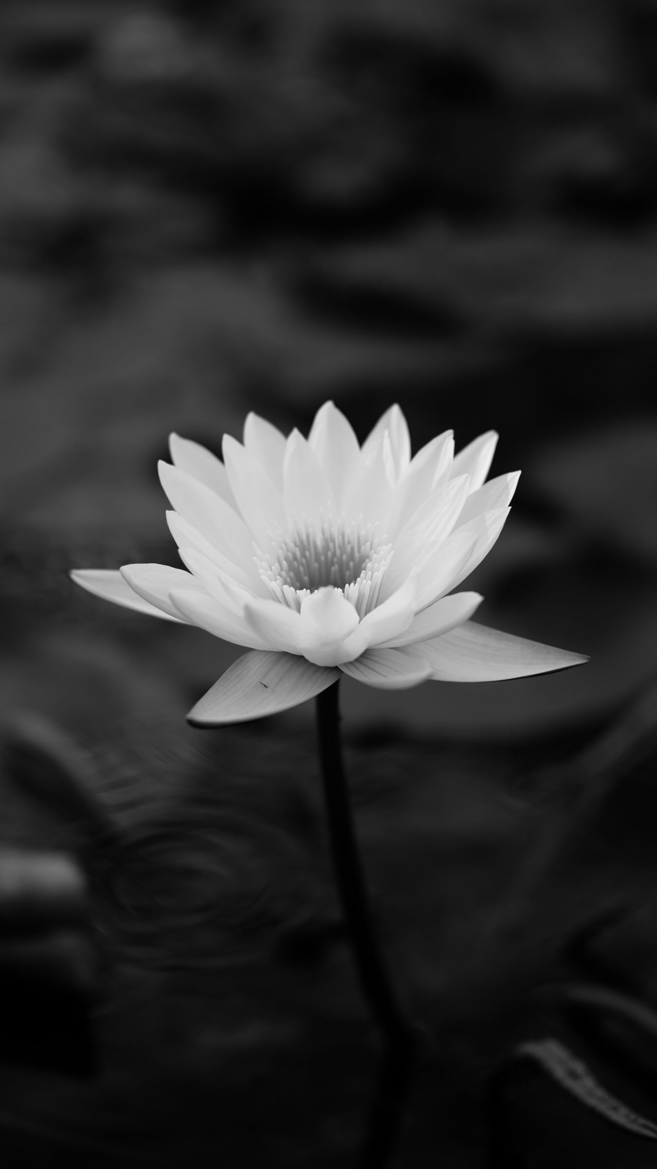 1350x2400 Download wallpaper 1350x2400 lotus, water lily, bw, leaves iphone 8+/7+/6s+/for parallax HD background