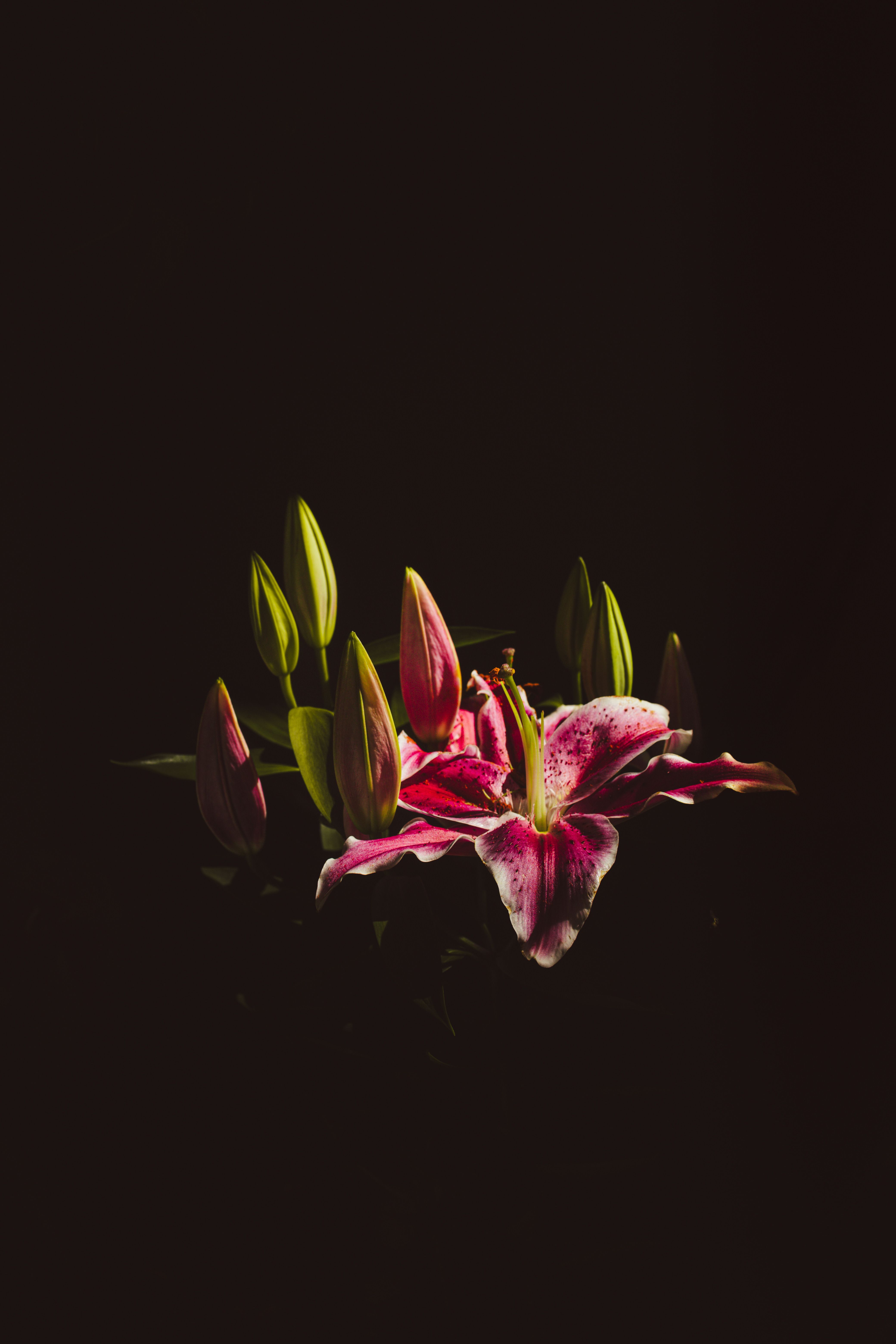 4160x6240 Elegant Lily Flower Reflections on Dark Surface · Free