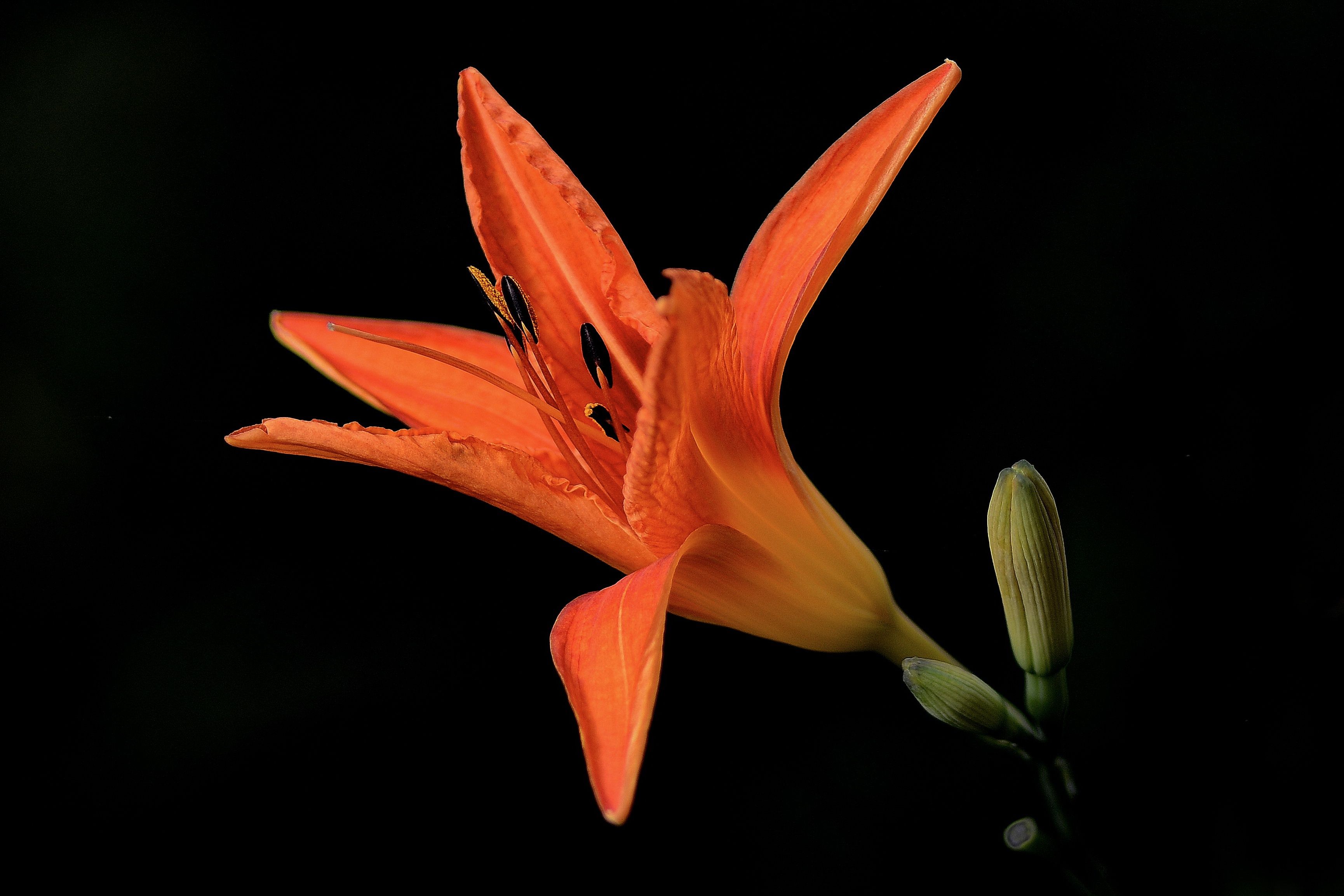 3460x2307 Wallpaper flowers, the dark background, Lily for mobile and desktop, section цветы, resolution 3460x2307