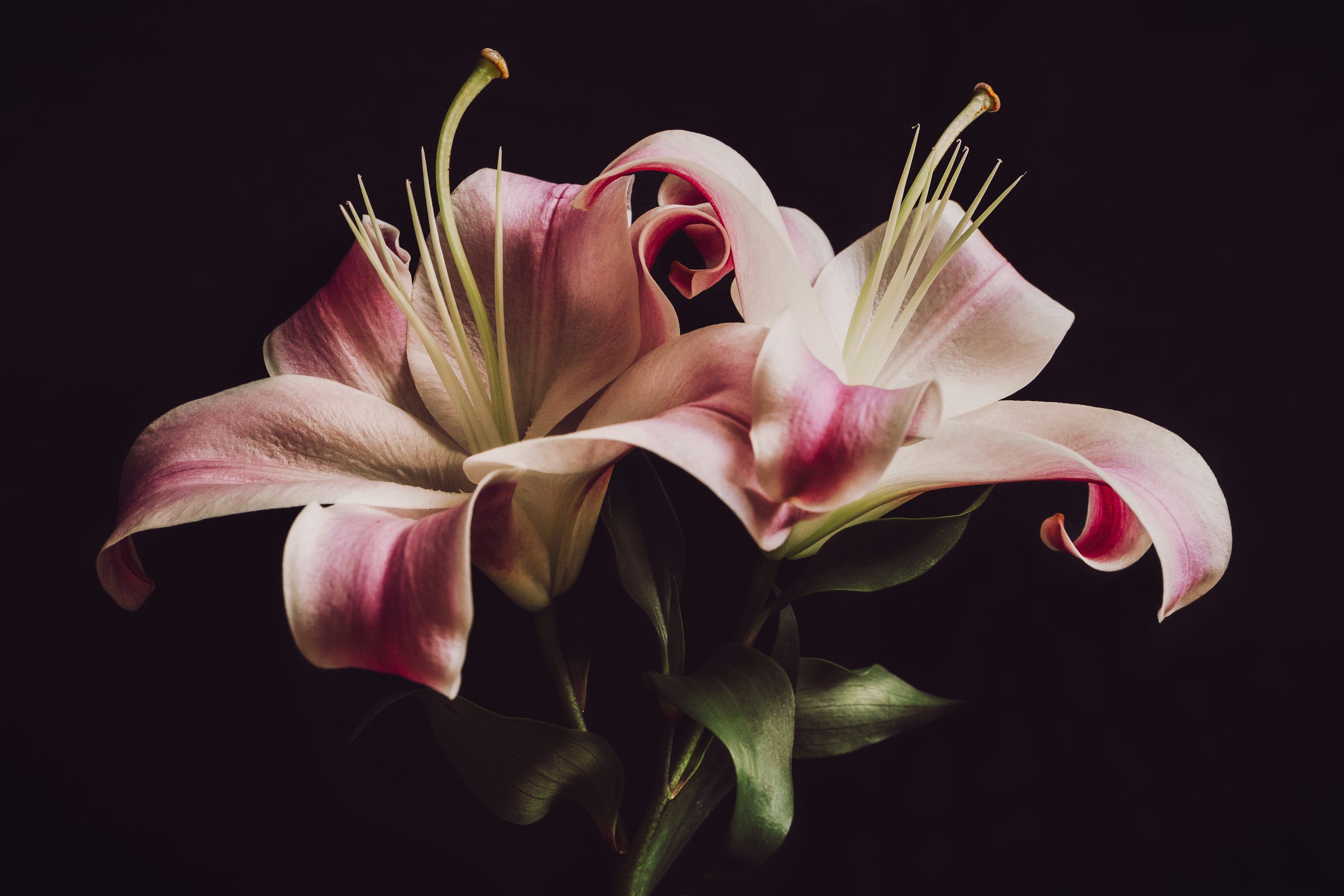 3000x2000 Two delicate pink lilies against a dark background
