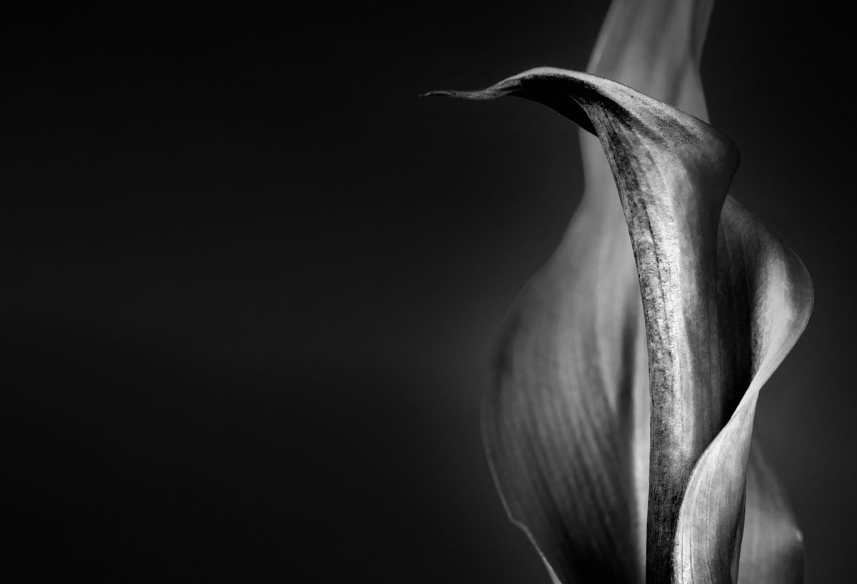 1200x819 Lily Glow (John's Lily) and White Calla Lily Photo B. Clark, Illustrator, Cartoonist, Moines, Iowa