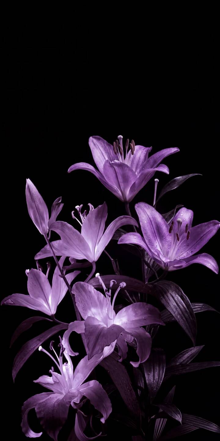720x1440 Dark Aesthetic Purple Lily Wallpaper 1080x1920 Wallpaper For IPhone 6 6s 7 8 Plus