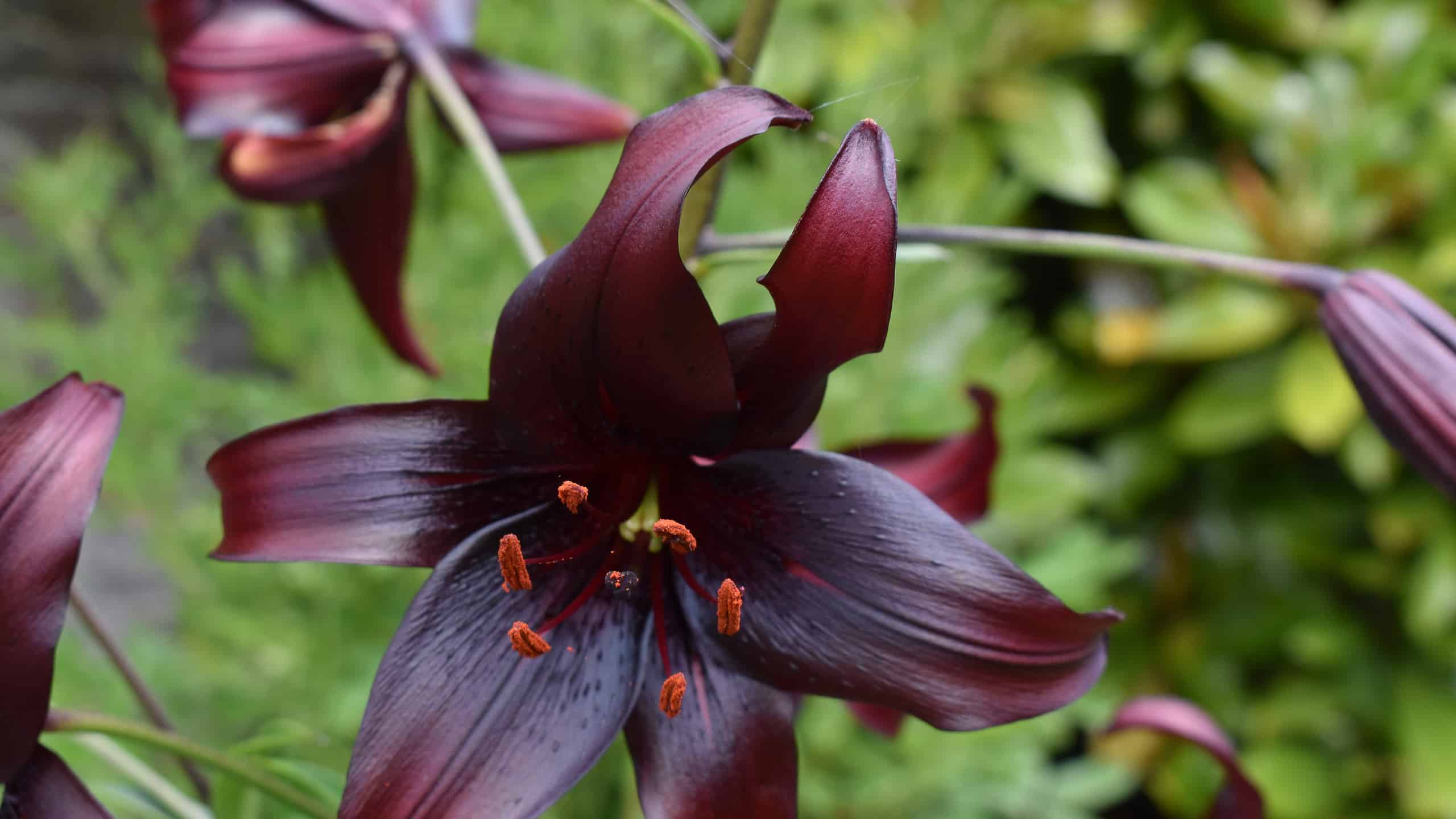 2560x1440 Types Of Black Lilies