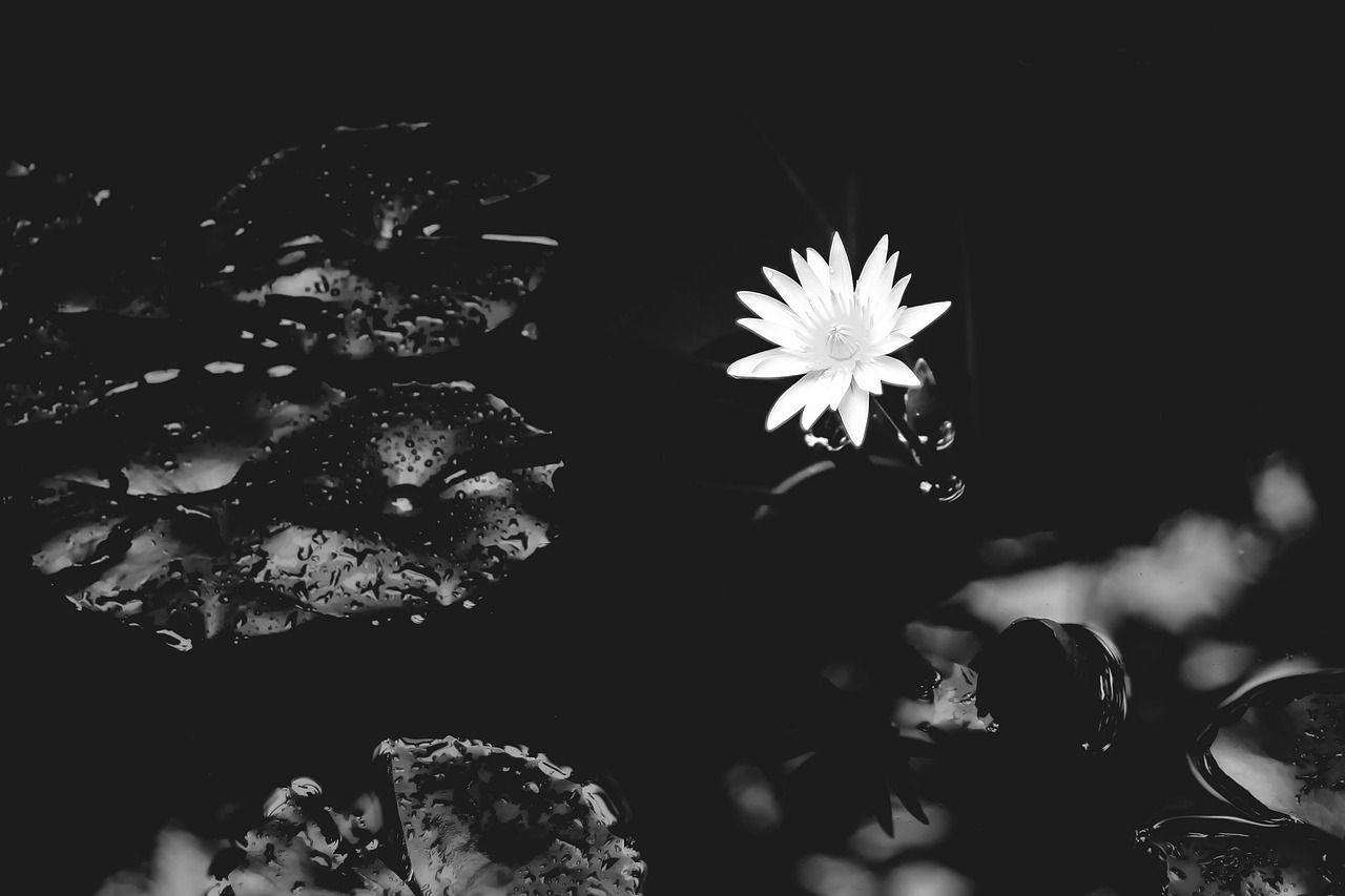 1280x853 Water Lily Flower Black And White