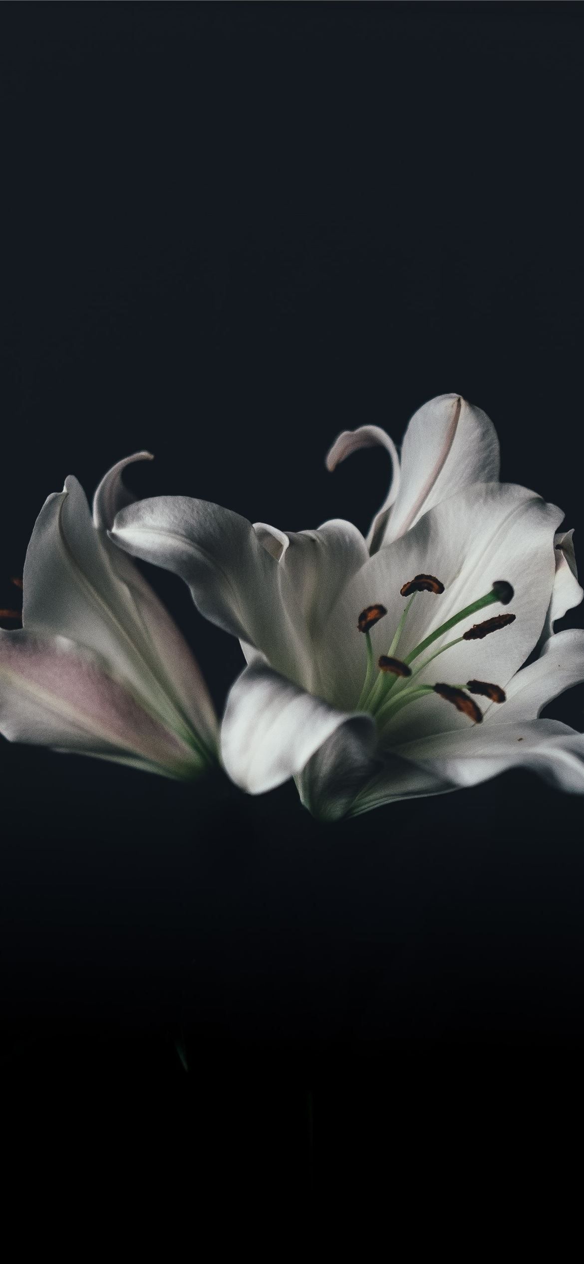 1170x2532 white oriental lily flower iPhone 12 Wallpaper Free Download
