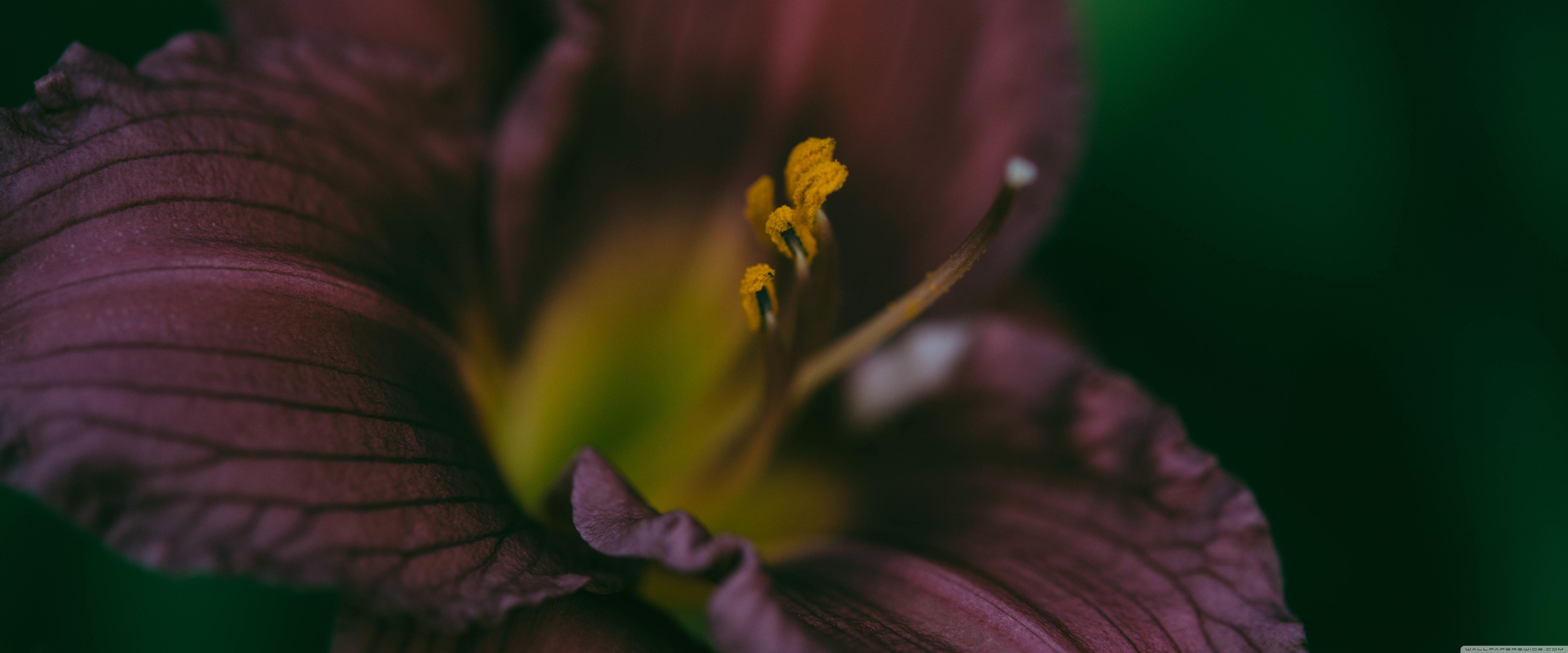 5760x2400 Black Pearl Asiatic Lily 4K UHD Wallpaper for UltraHD Desktop and TV : Widescreen and UltraWide Display : Smartphone and Tablet Devices