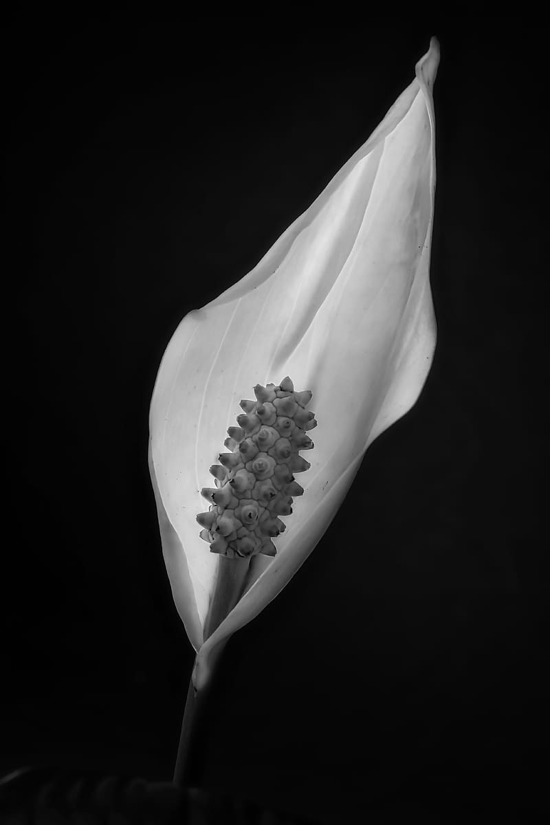 800x1200 Peace lily, lily, petal, macro, black and white, HD phone wallpaper