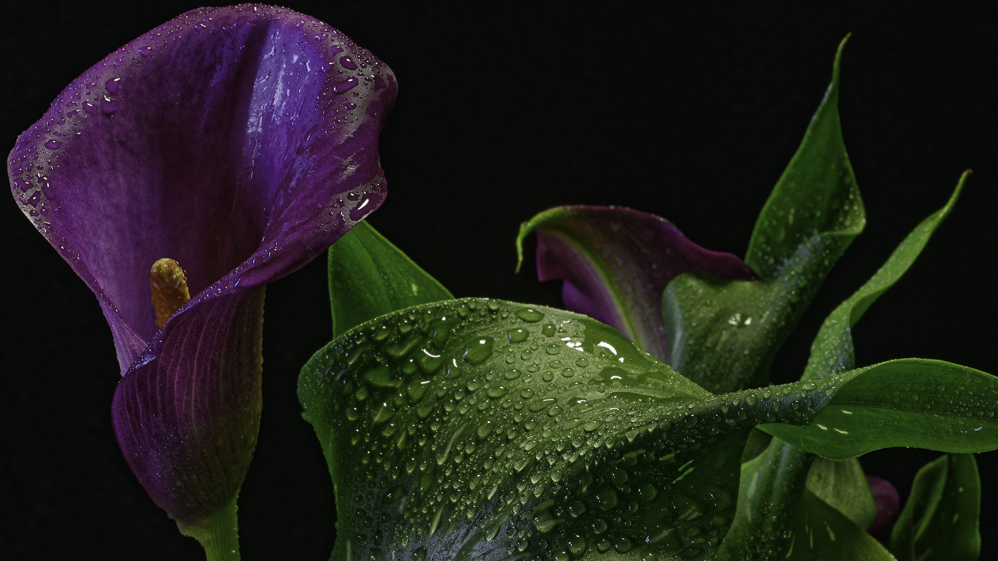 3840x2160 Dark Purple Calla Lily Green Leaves With Water Drops In Black Background 4K HD Flowers Wallpaper