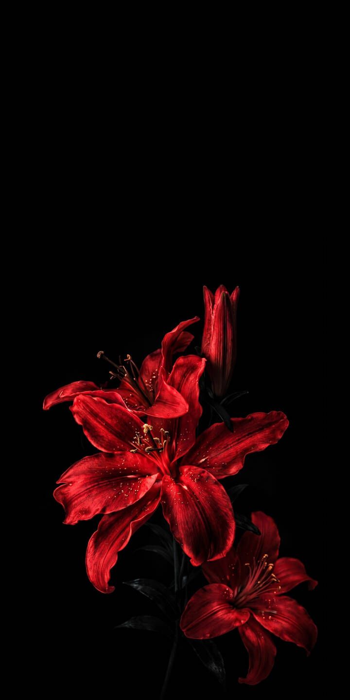 720x1440 Crimson Lily Drop Wallpaper