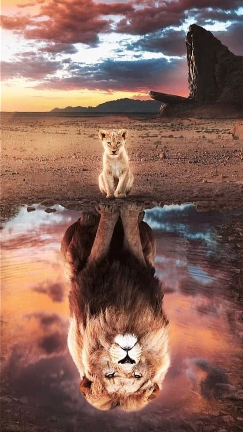800x1422 I am the king, animal, cats, desert, king, lion, lions, reflection, wild, HD phone wallpaper