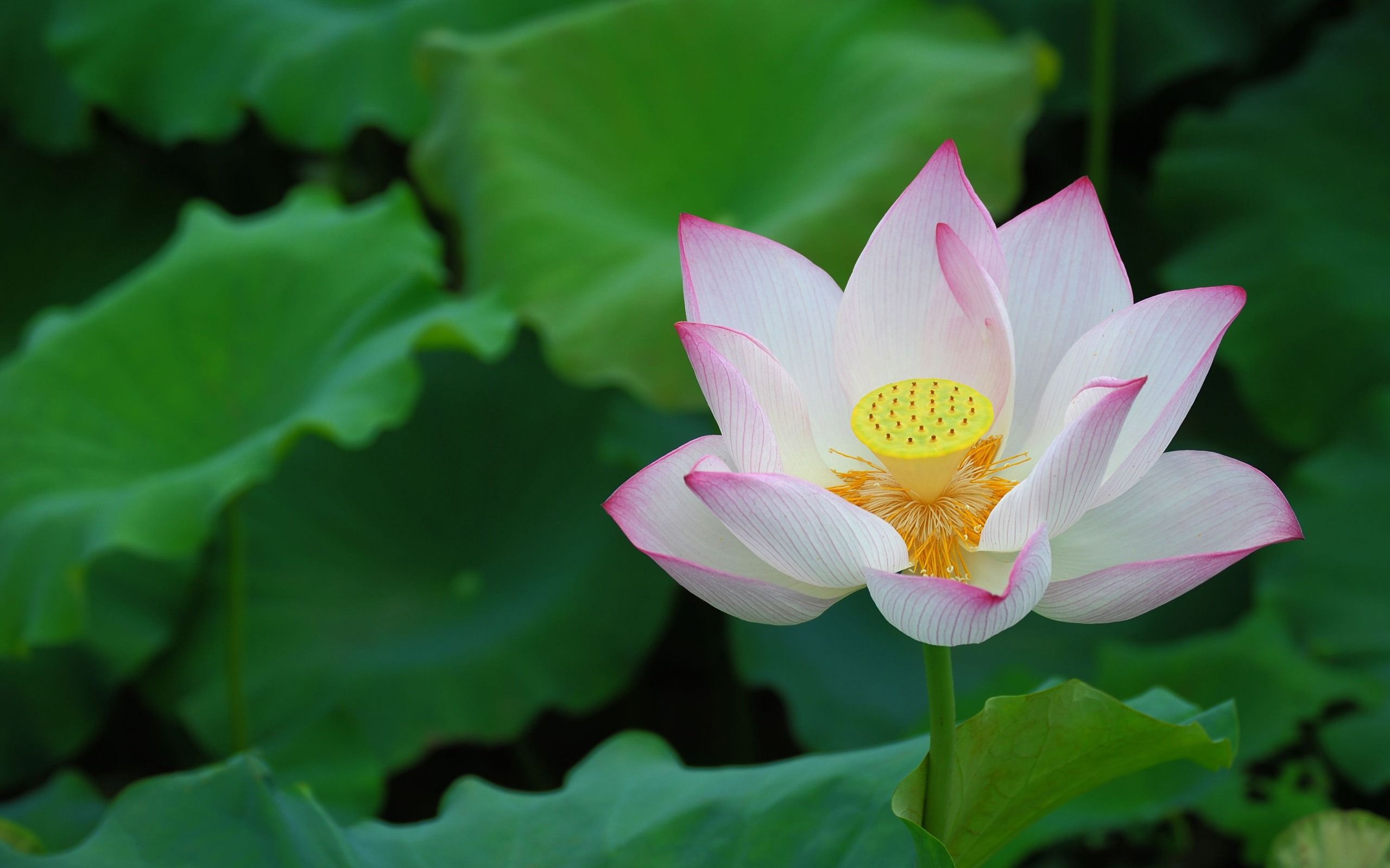 2560x1600 Phone wallpaper: Flower, Lotus, Earth, Flowers 167123