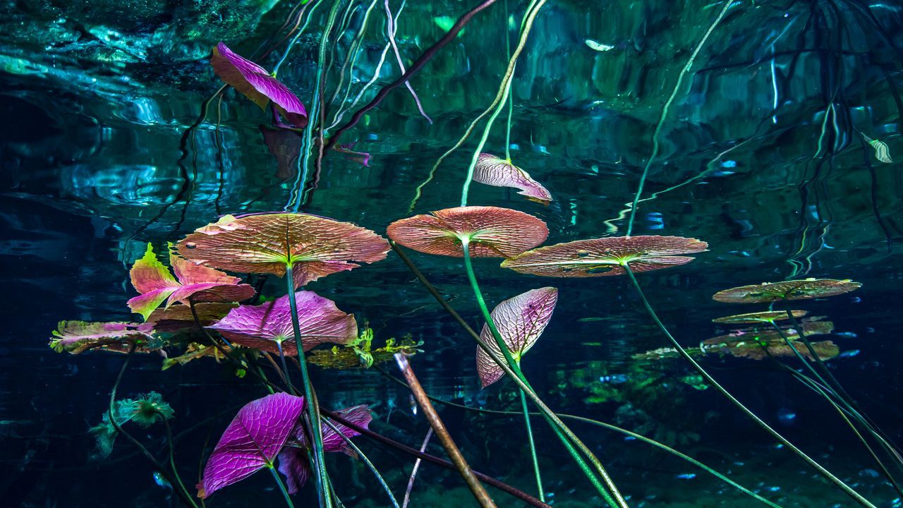 1280x720 Bing Wallpaper Archive