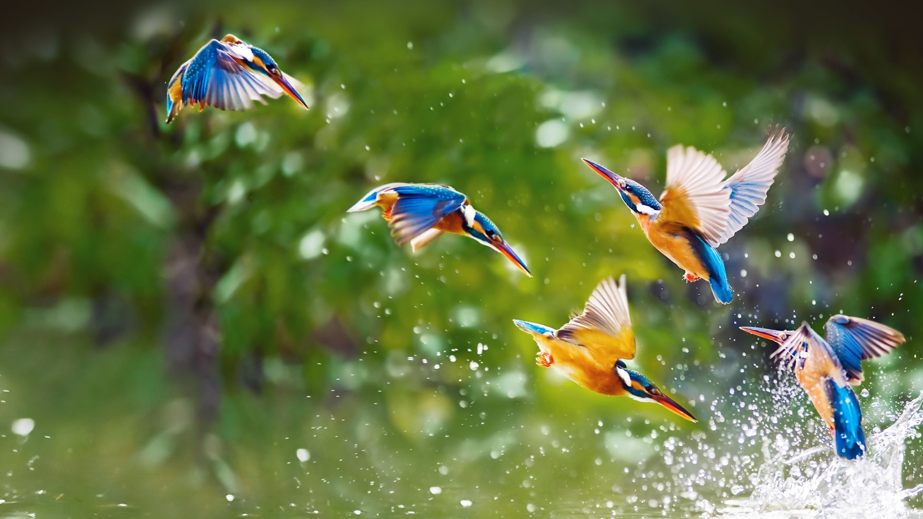 3840x2160 Royalty Free Photo: Flock Of Blue Eared Kingfishers