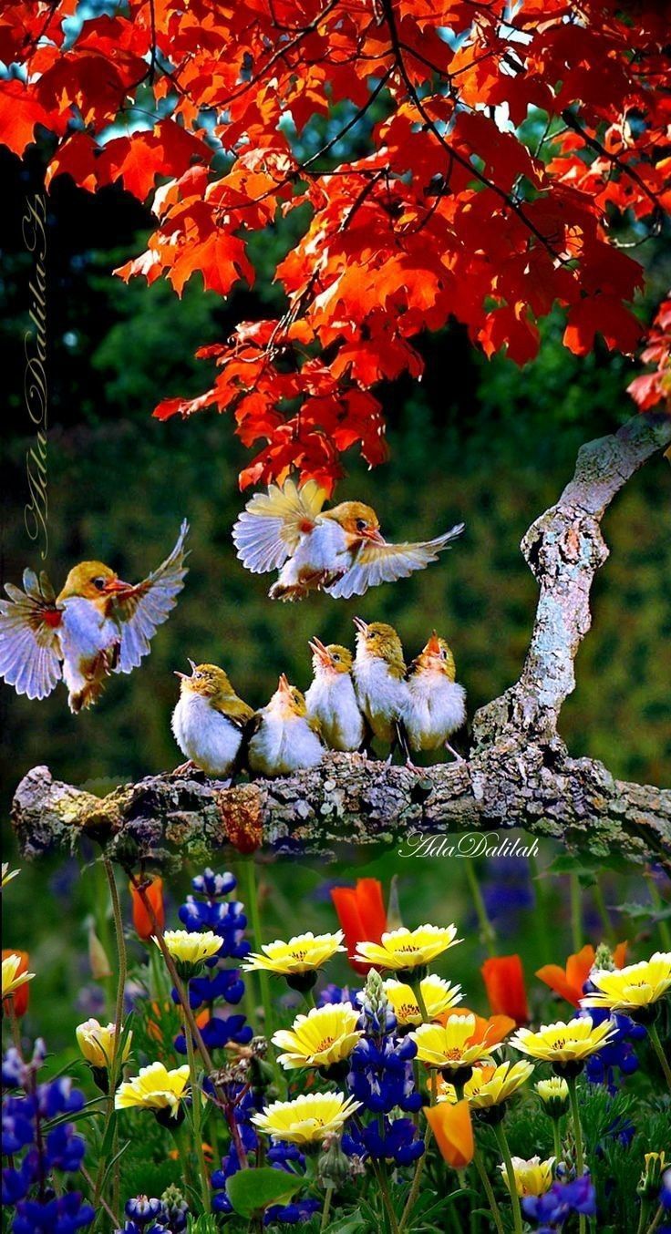 736x1354 Beautiful Birds in Nature. Birds in autumn, Colorful flower field with birds, Beautiful birds with flowers