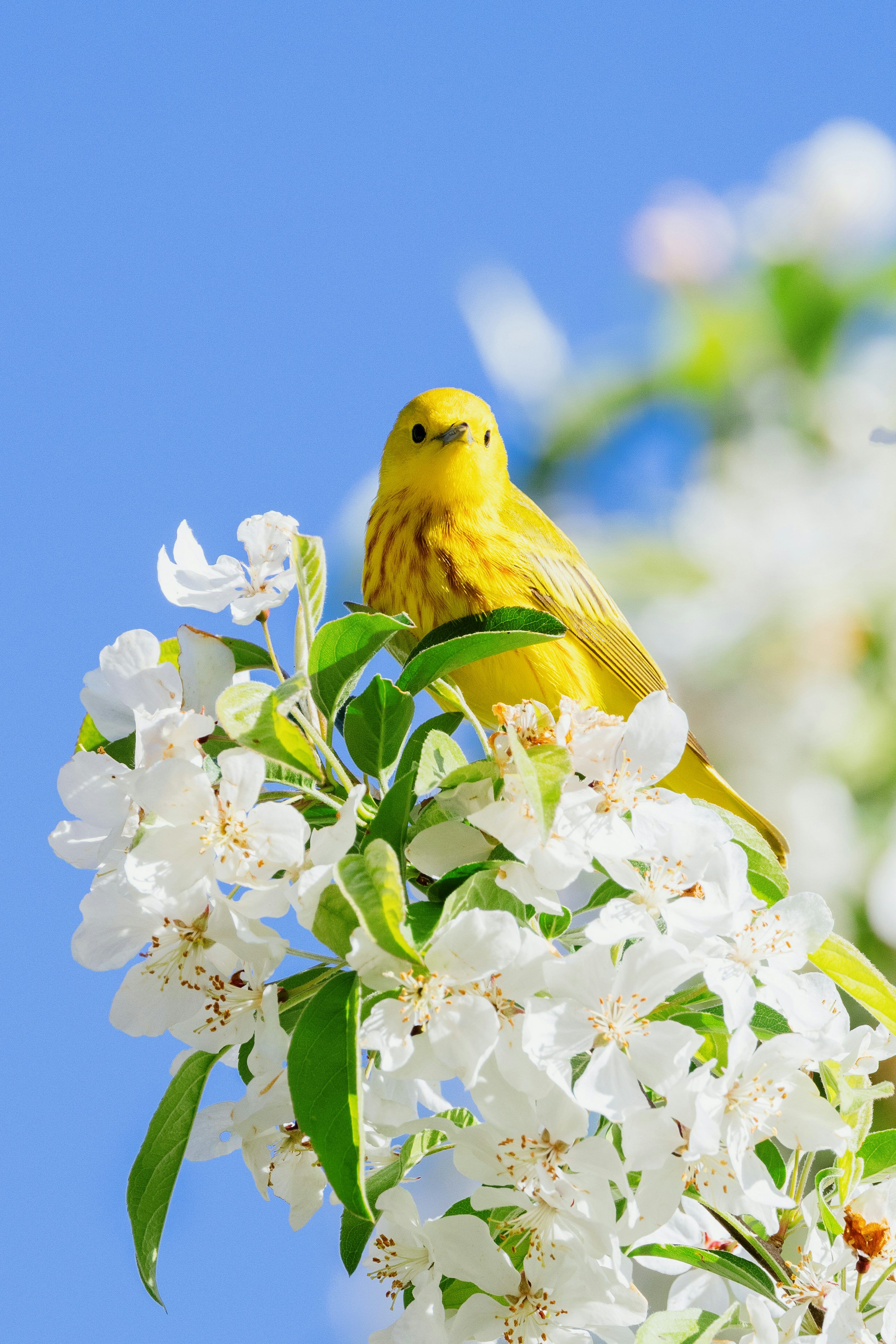 3000x4500 Small Bird Picture. Download Free Image