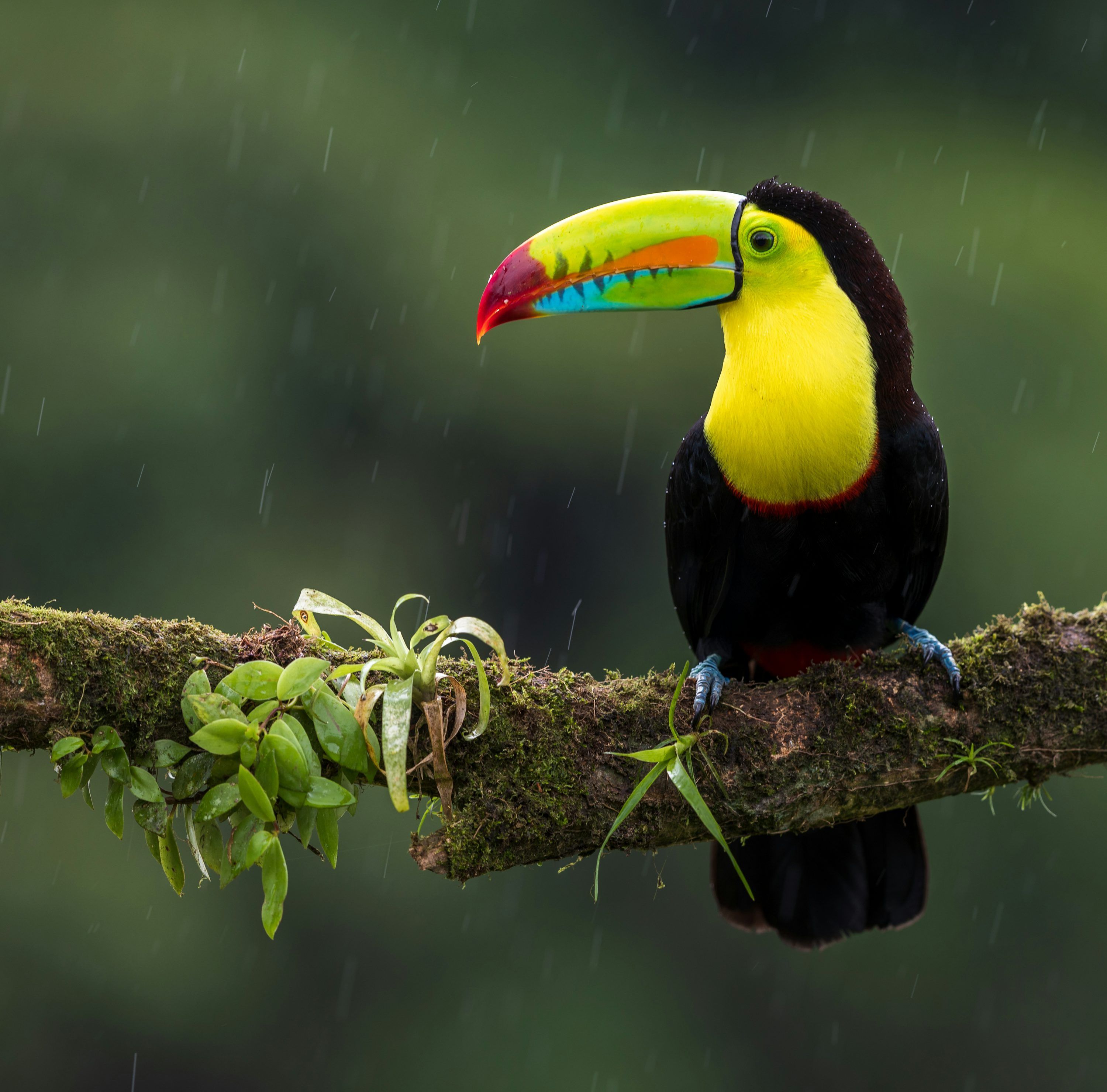 3000x2961 Nature Bird Picture. Download Free Image