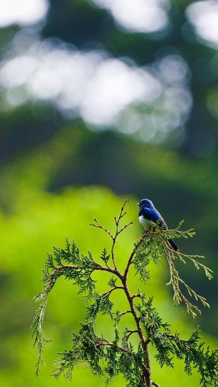 720x1280 Bird, Blue And White Fly