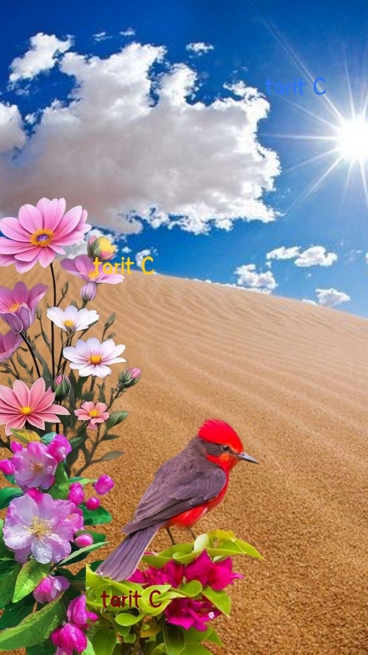 720x1281 Nature Photography: A Bird on Flowers in the Sand. Beautiful sunny day image, Red bird nature background, Fondos de paisajes naturales