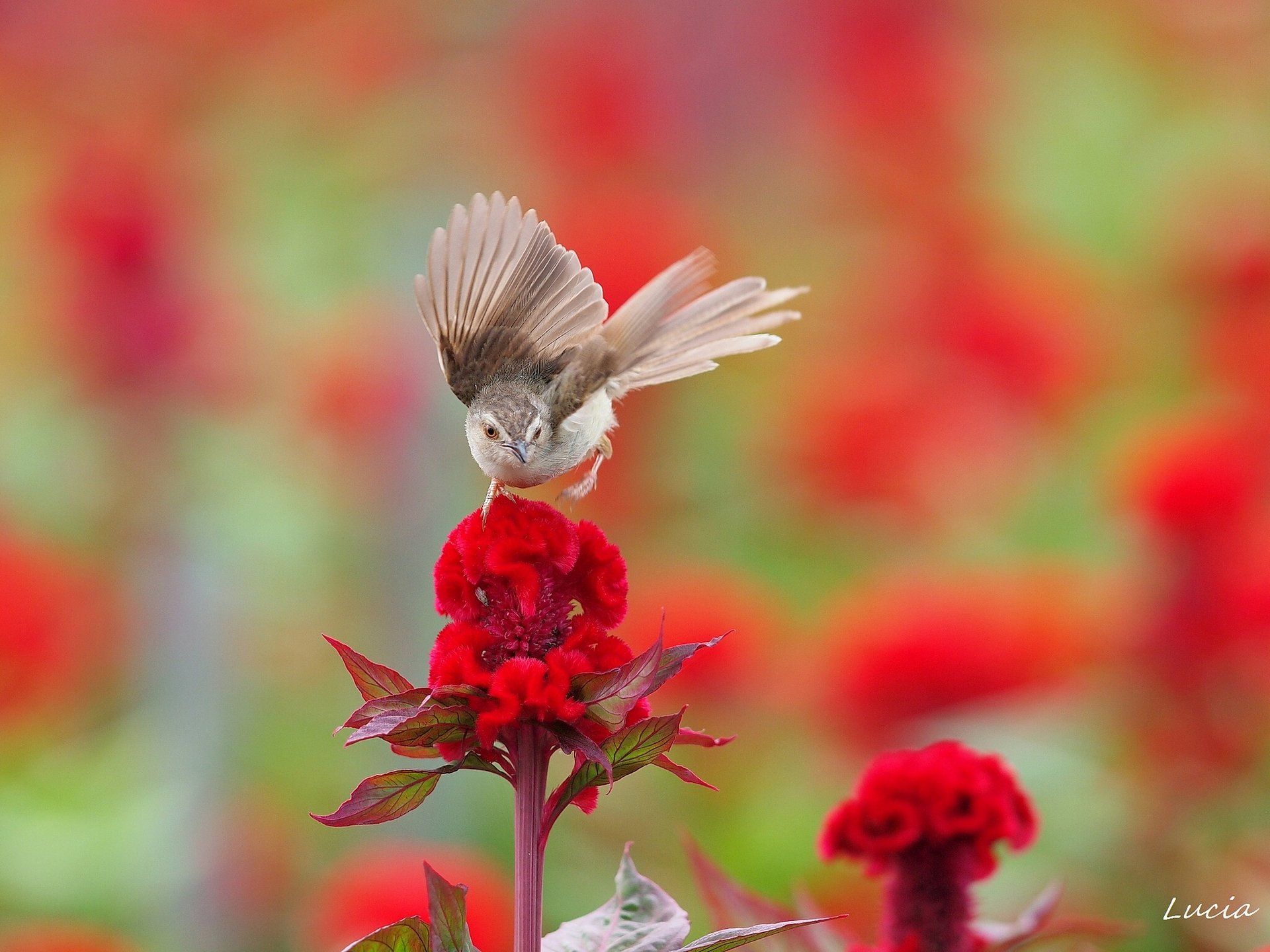 1920x1440 Vibrant Bird in Bloom: HD Wallpaper for Nature Loversx1440
