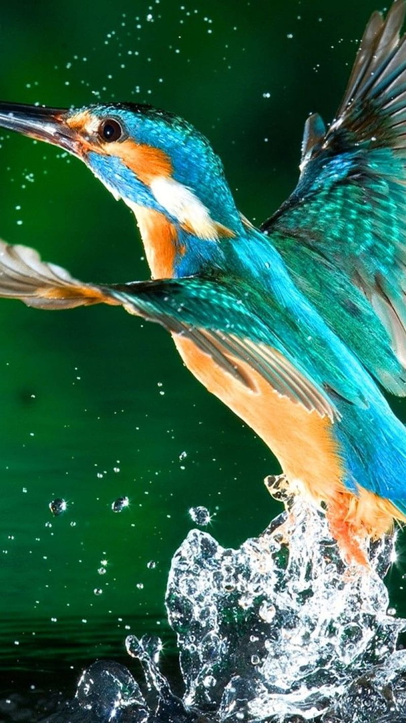800x1423 NATURE- BIRD FLY, nature, HD phone wallpaper