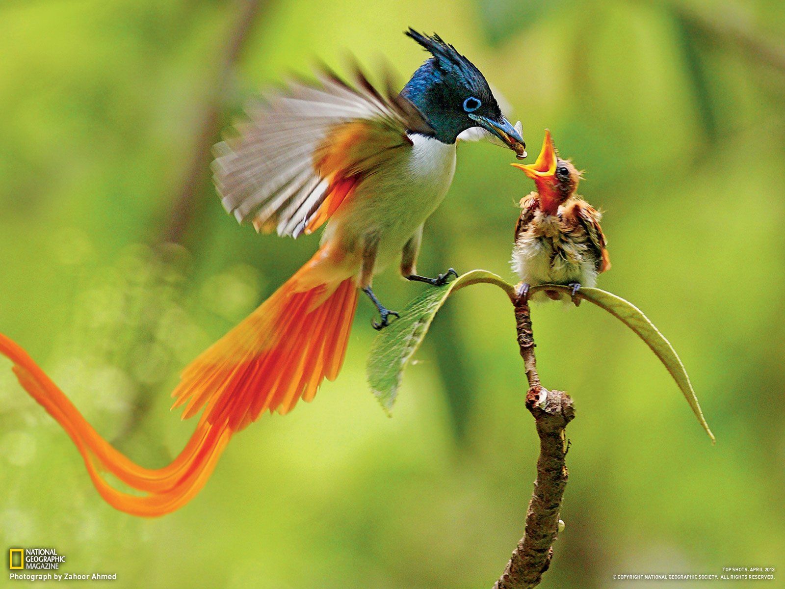 1600x1200 bird, Birds, Animal, Nature Wallpaper HD / Desktop and Mobile Background