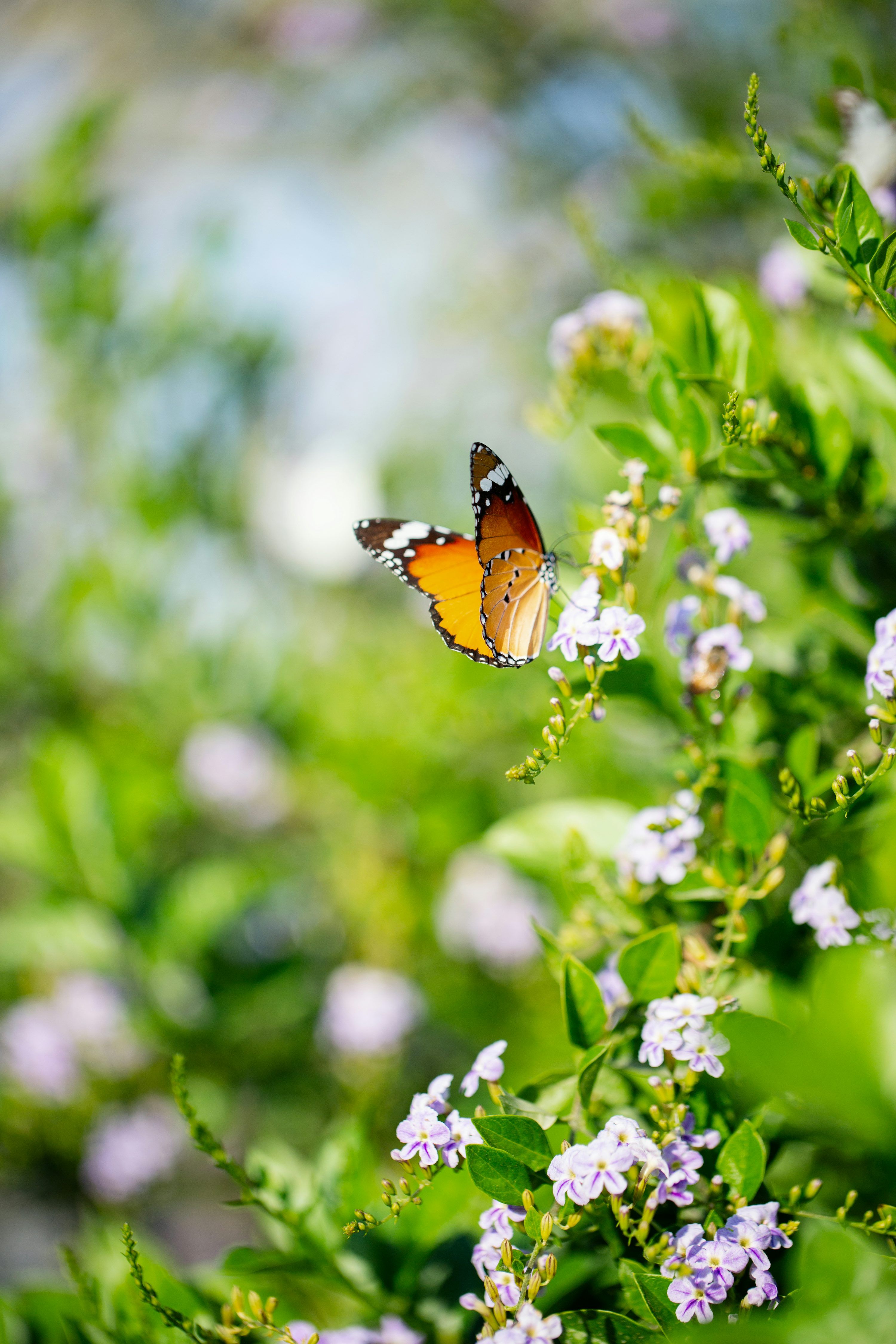3000x4500 Flowers And Birds Picture. Download Free Image