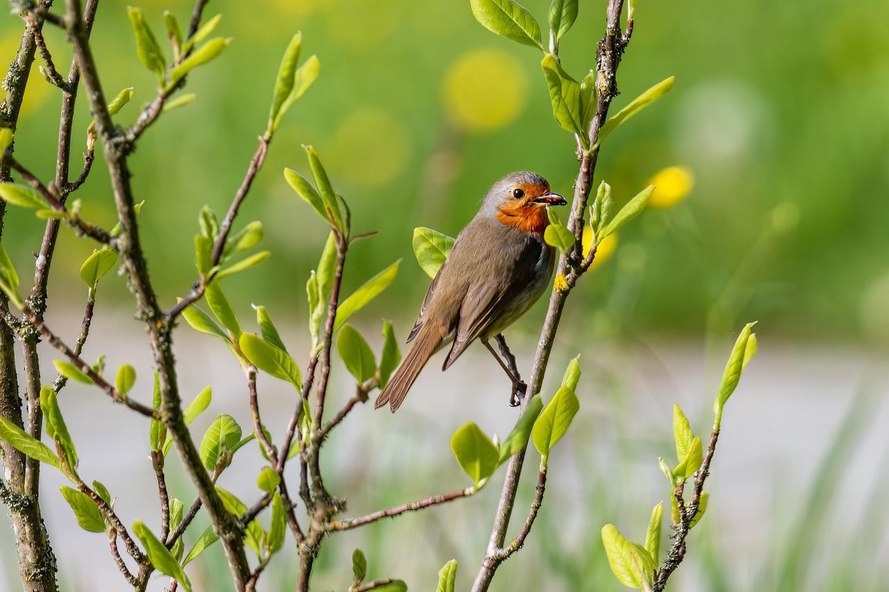 1280x852 Free 4K Bird Watching & Nature Image